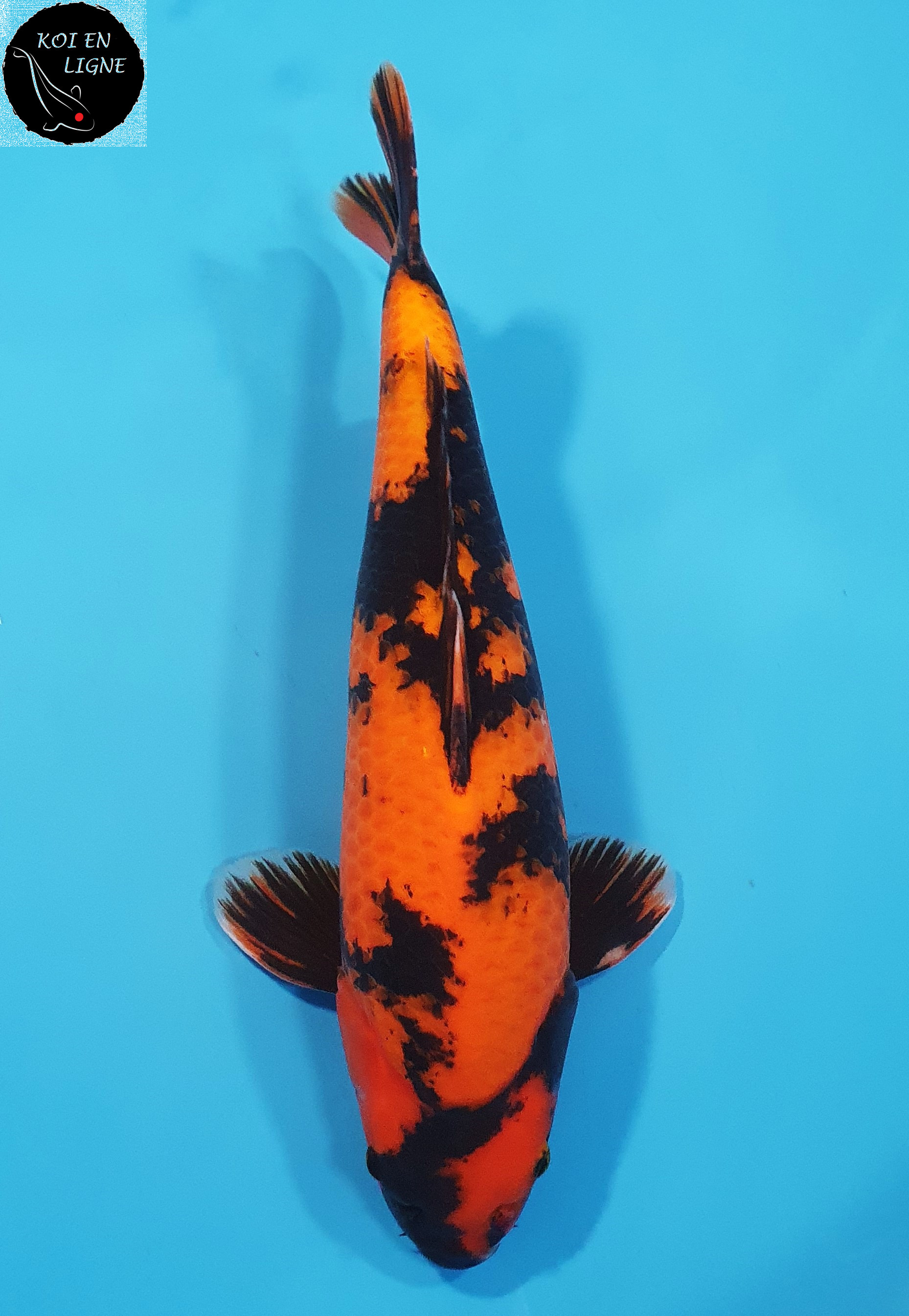 Hi Utsuri 
