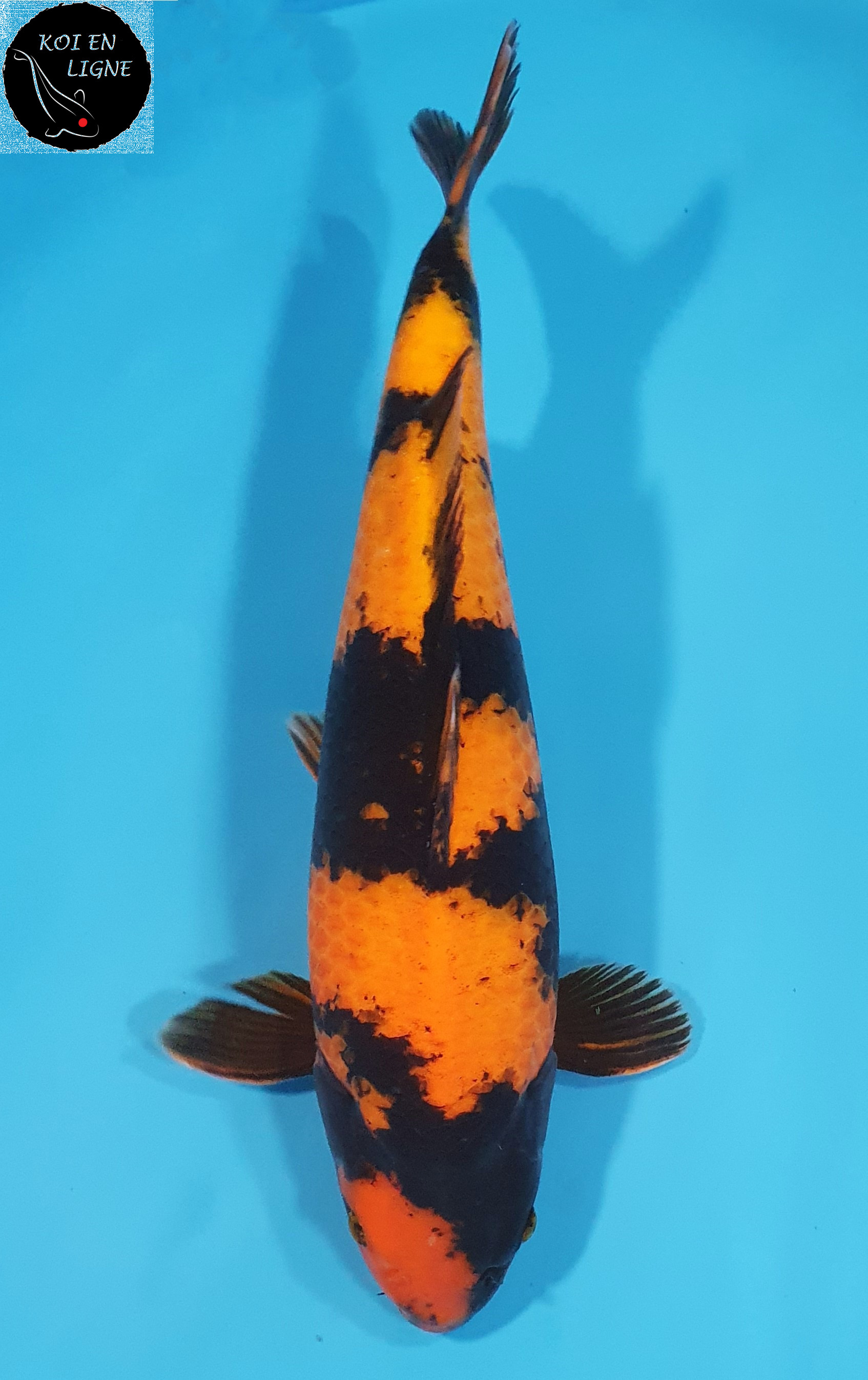 Hi Utsuri