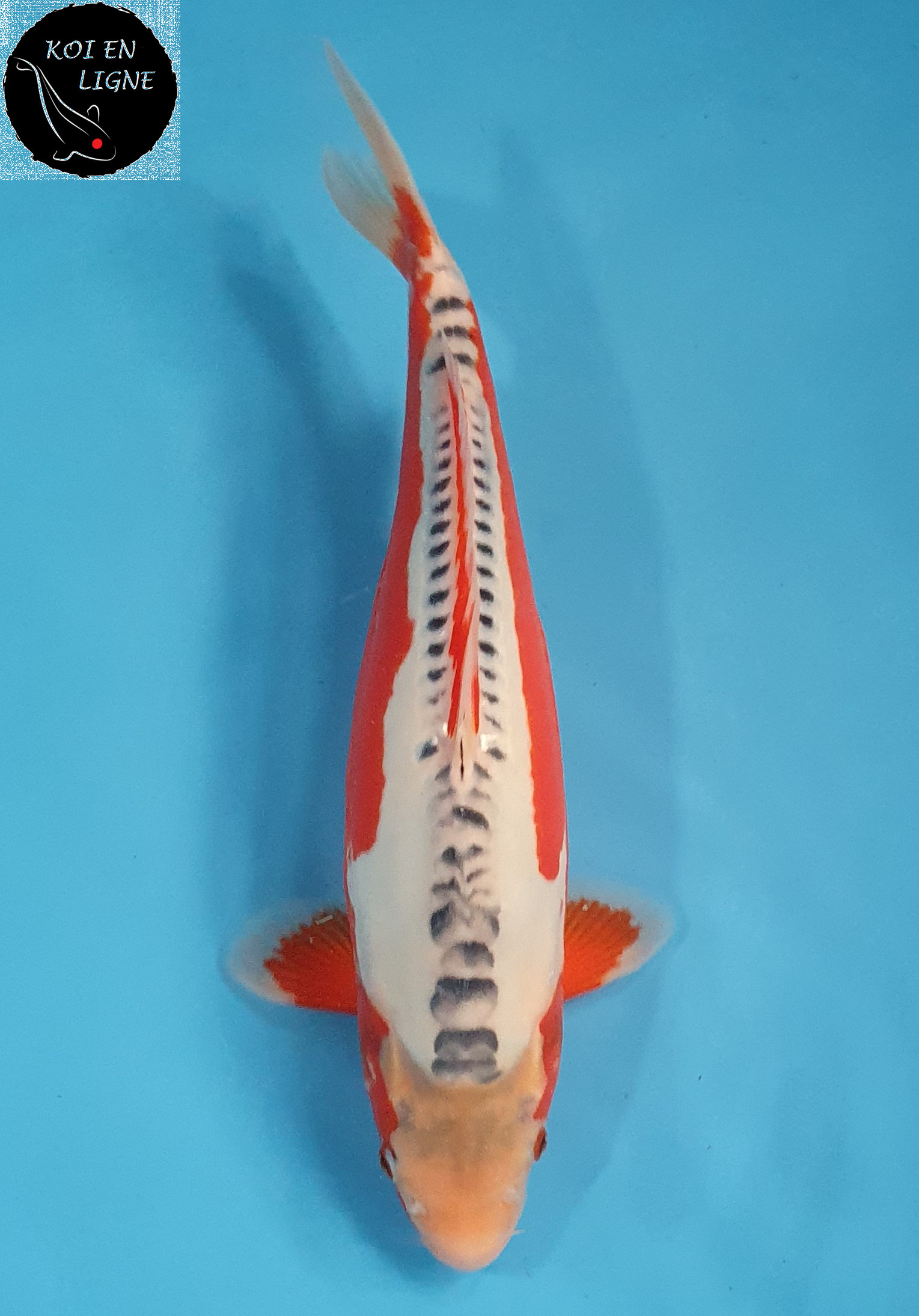 Shusui
