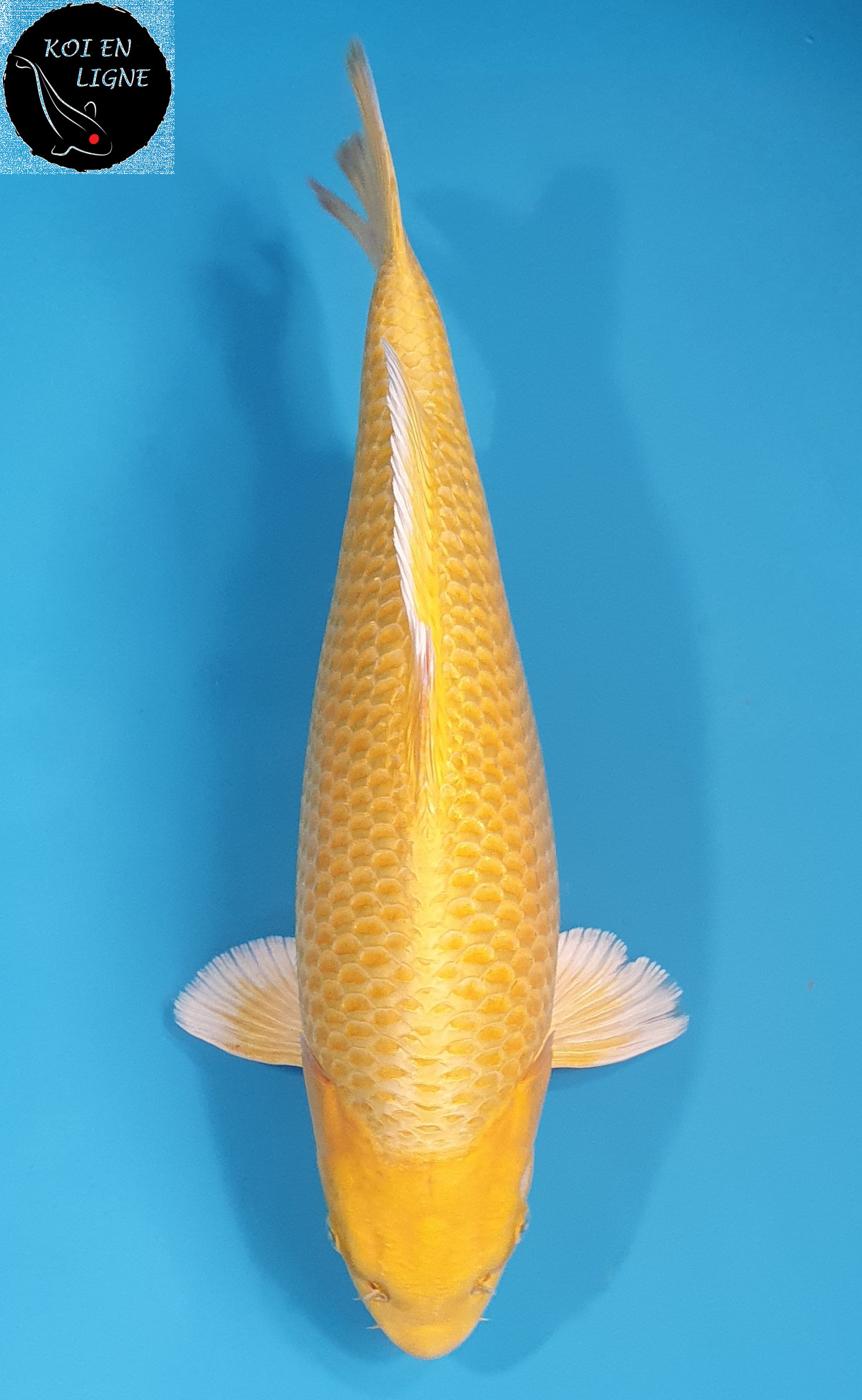 Yamabuki