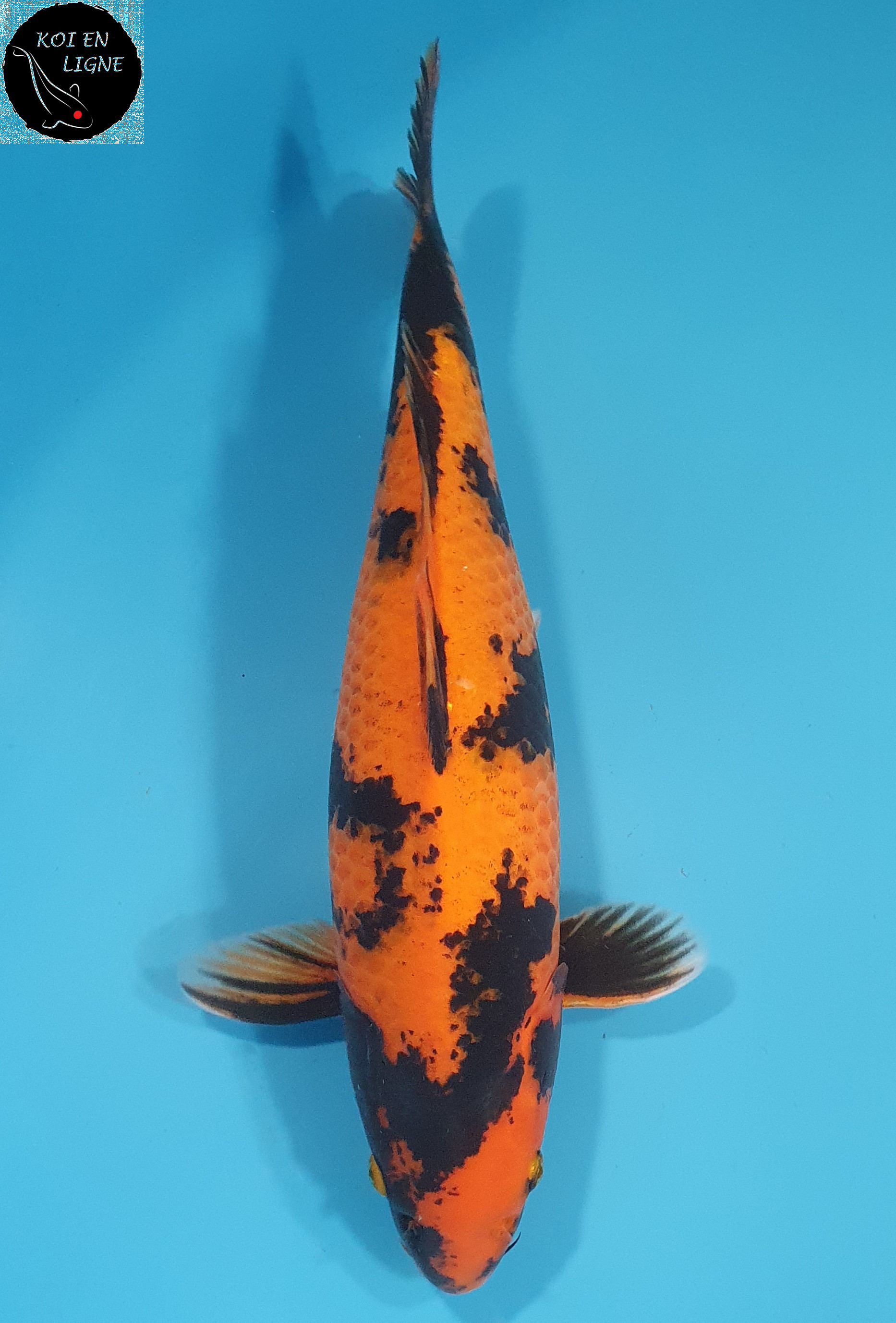 Hi Utsuri