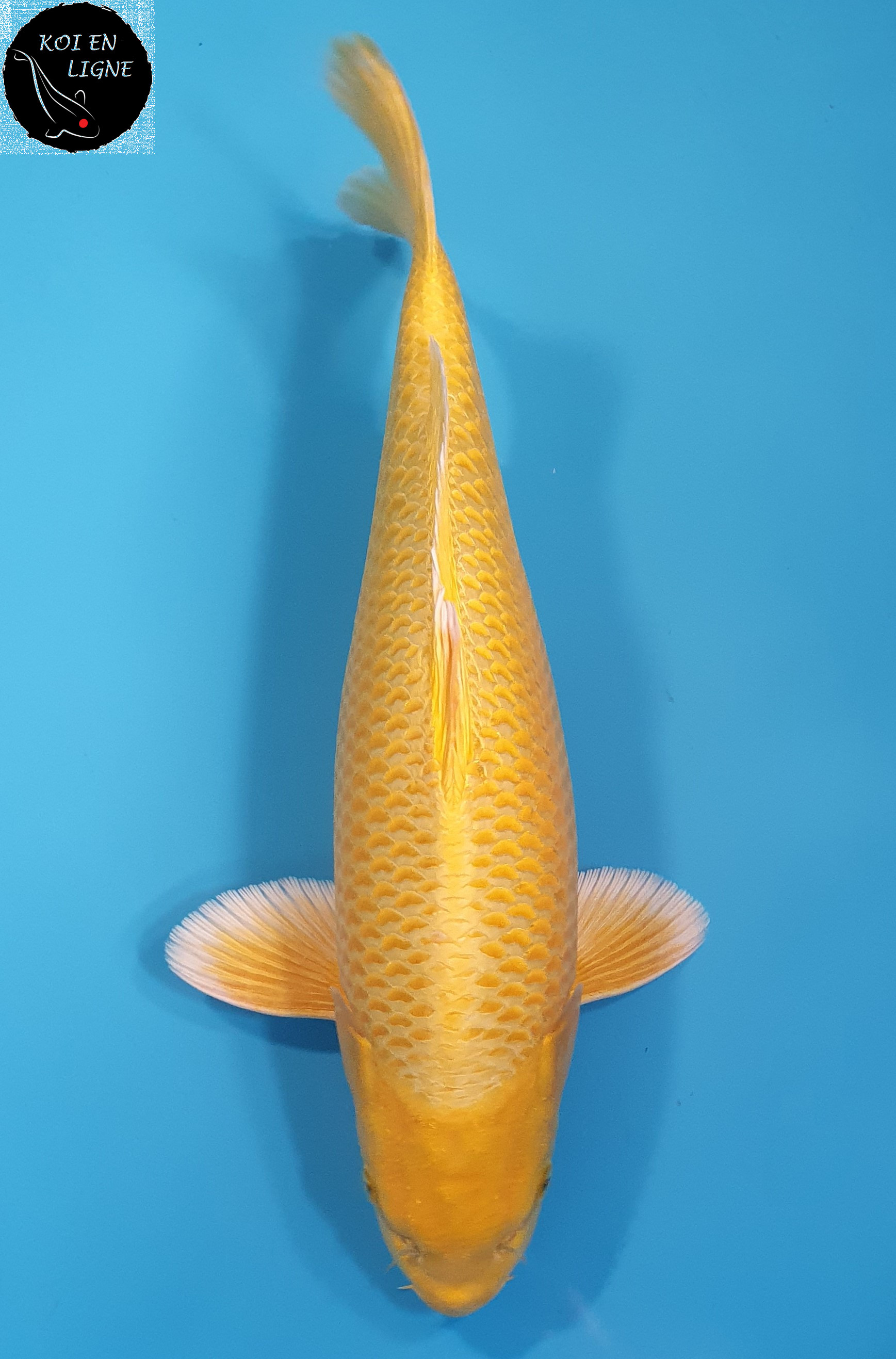Yamabuki