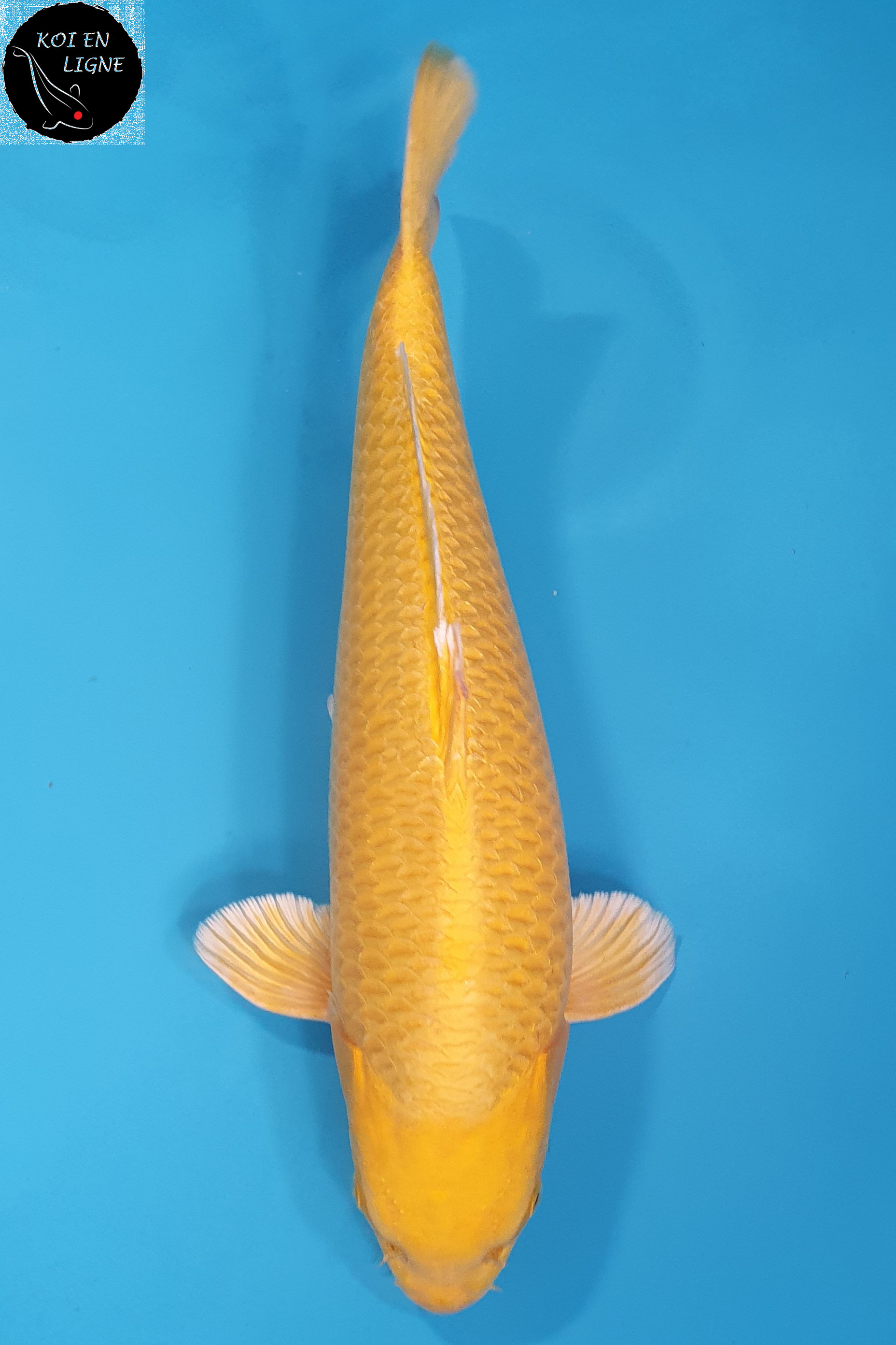 Yamabuki