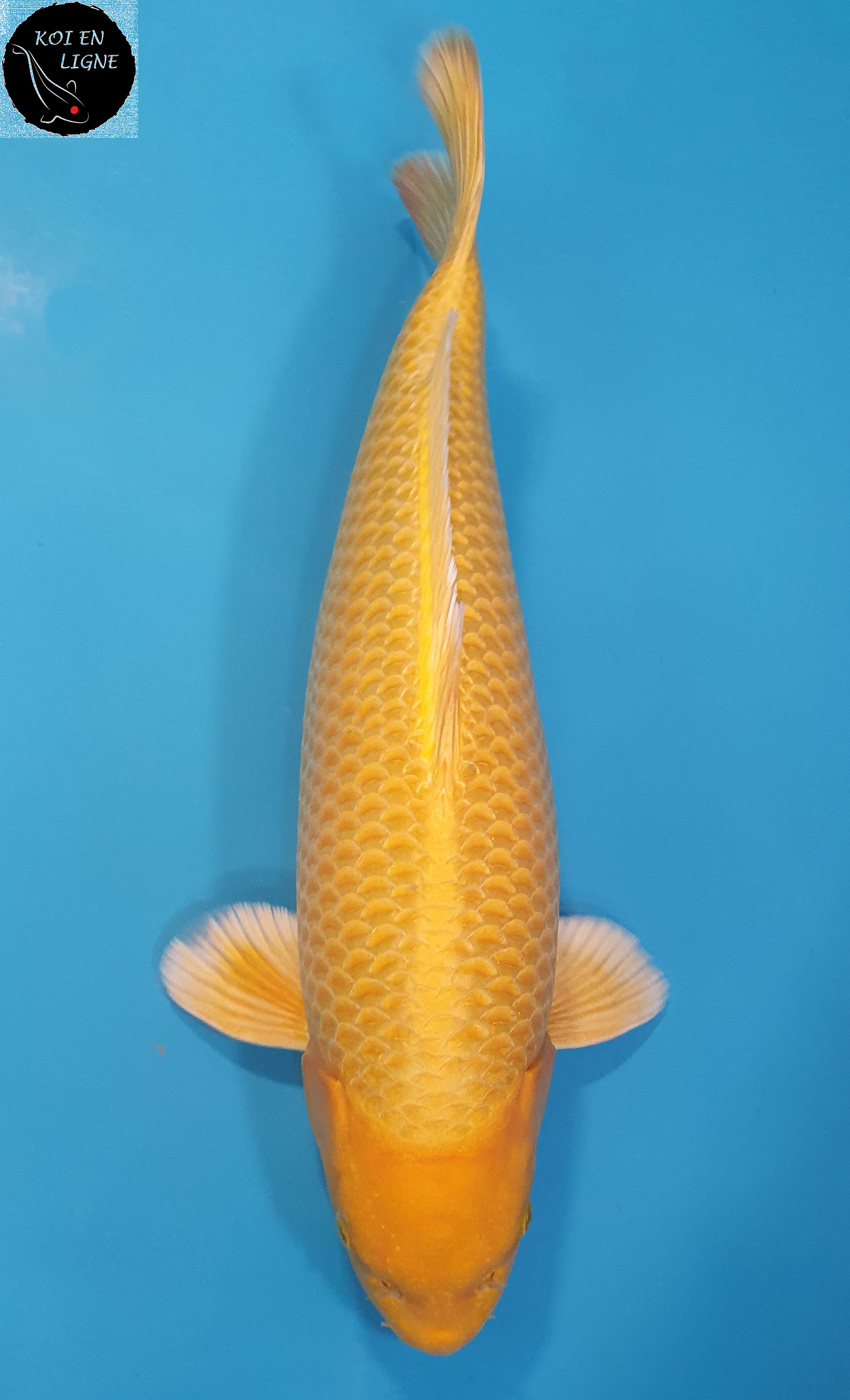 Yamabuki 