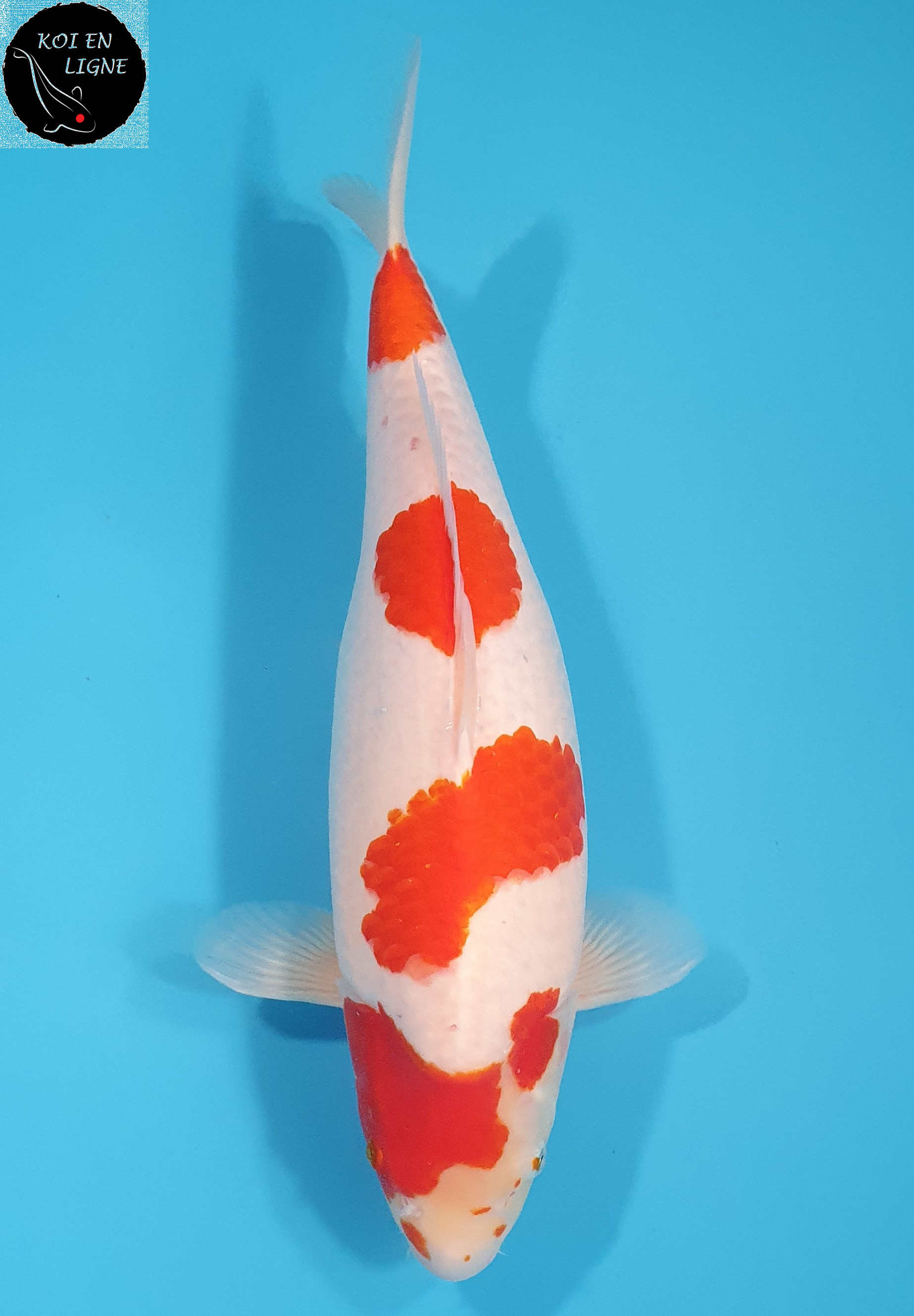 Kohaku