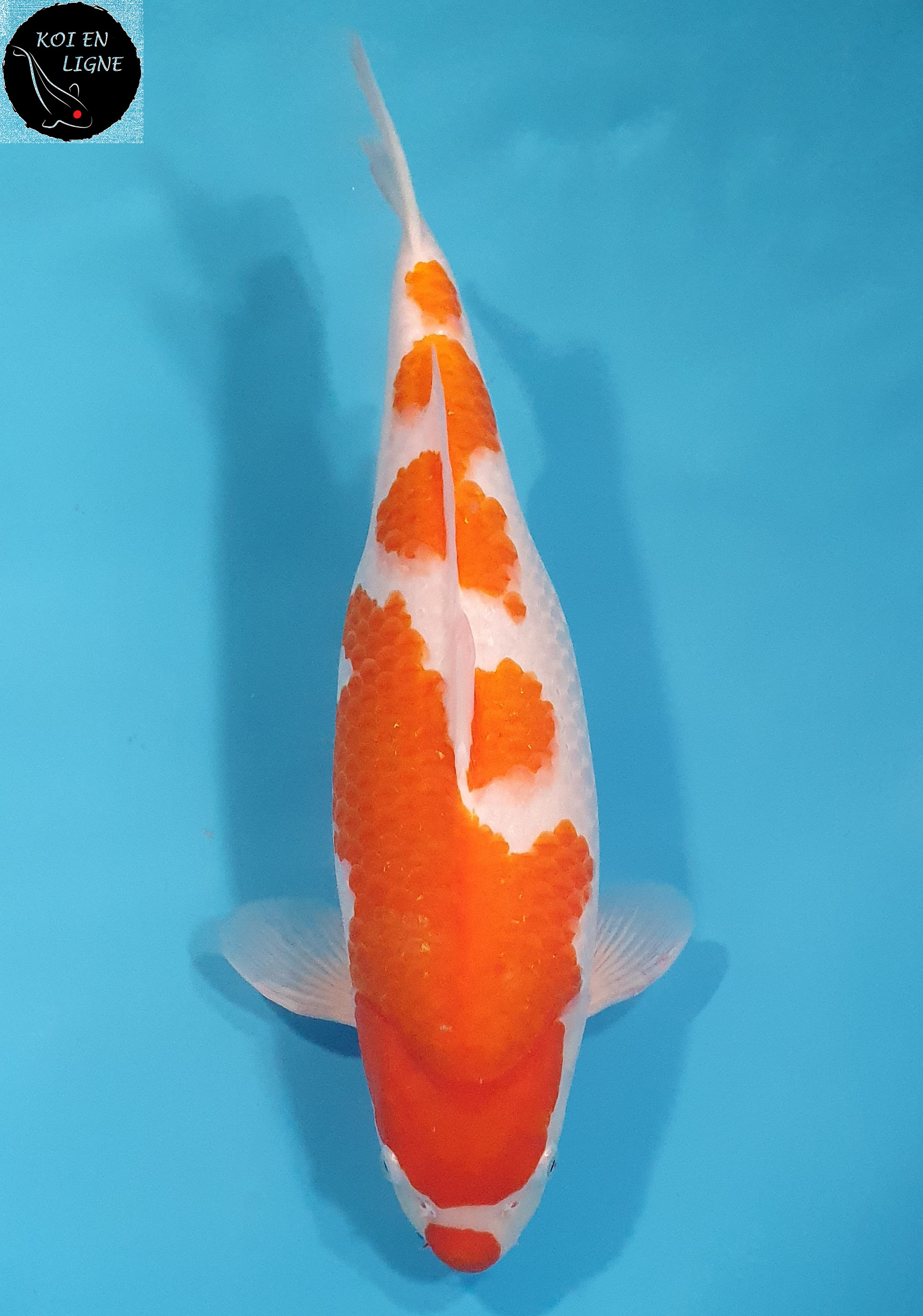 Kohaku