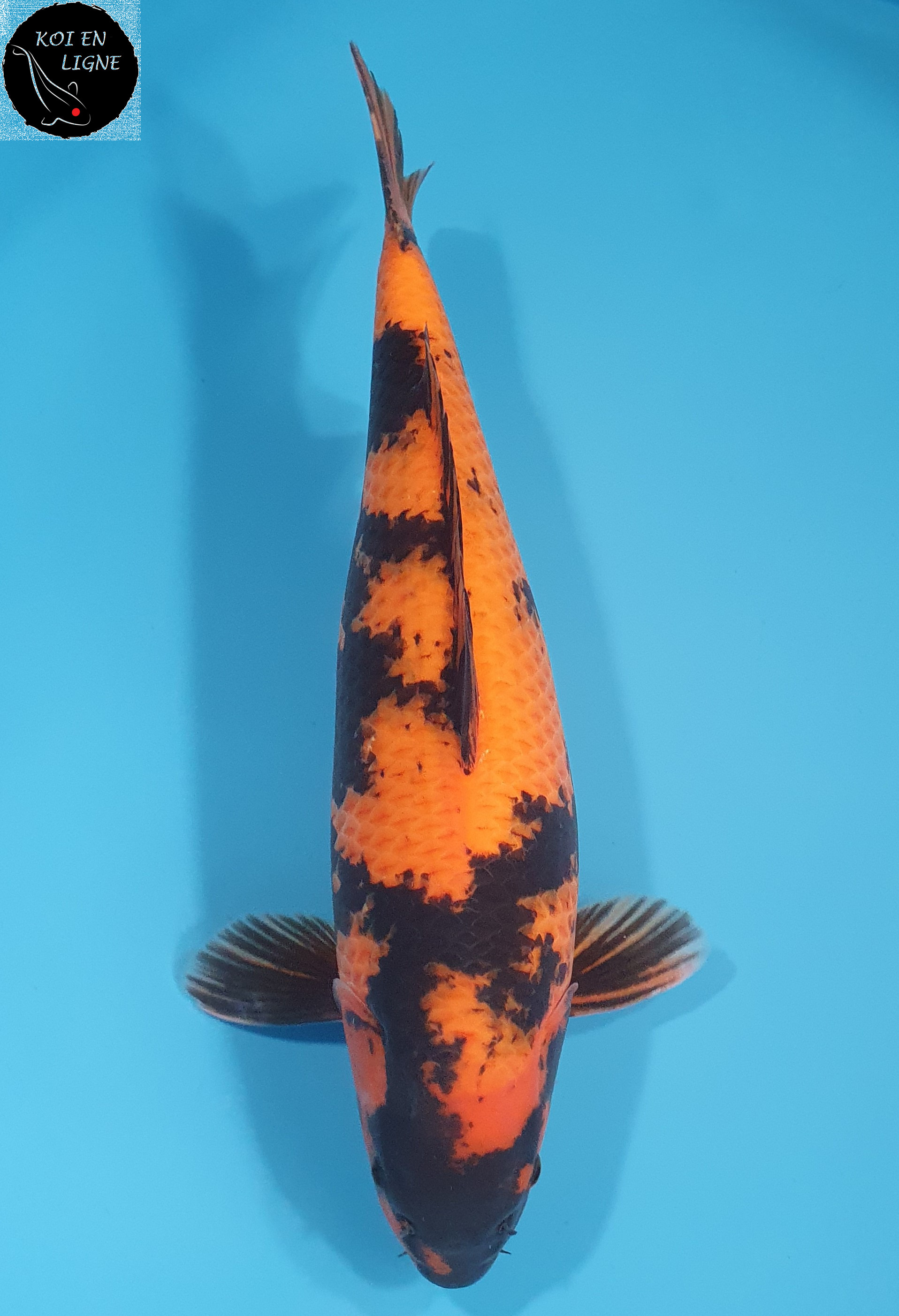 Hi Utsuri