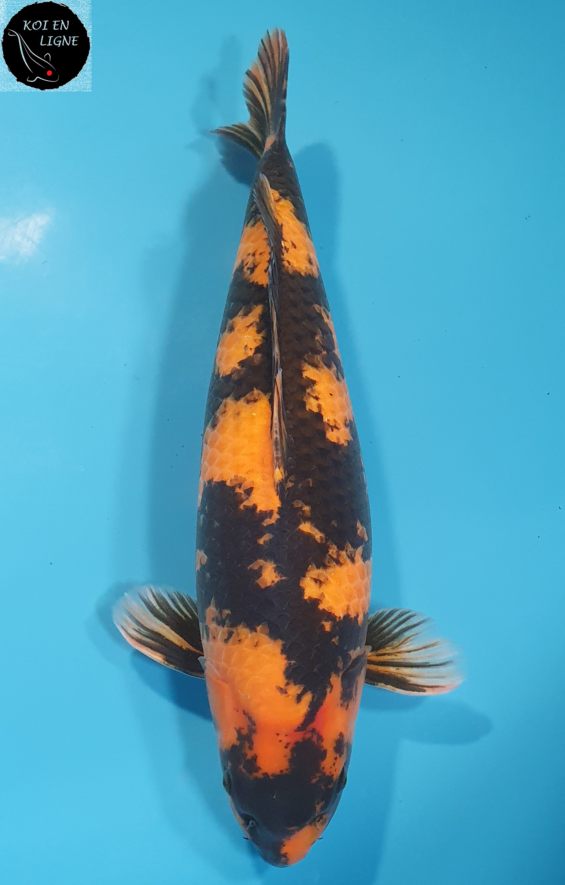 Hi Utsuri