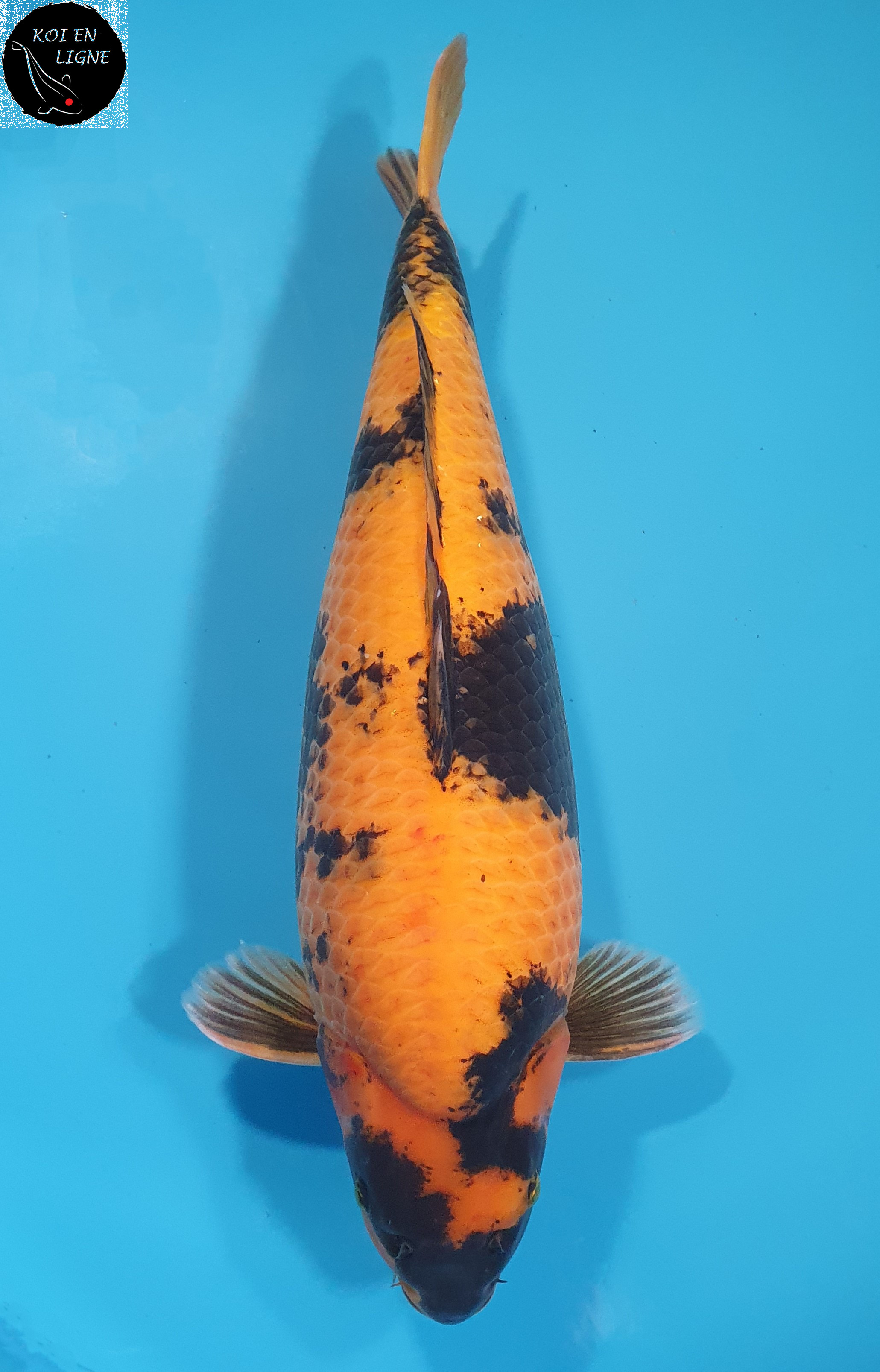 Hi Utsuri
