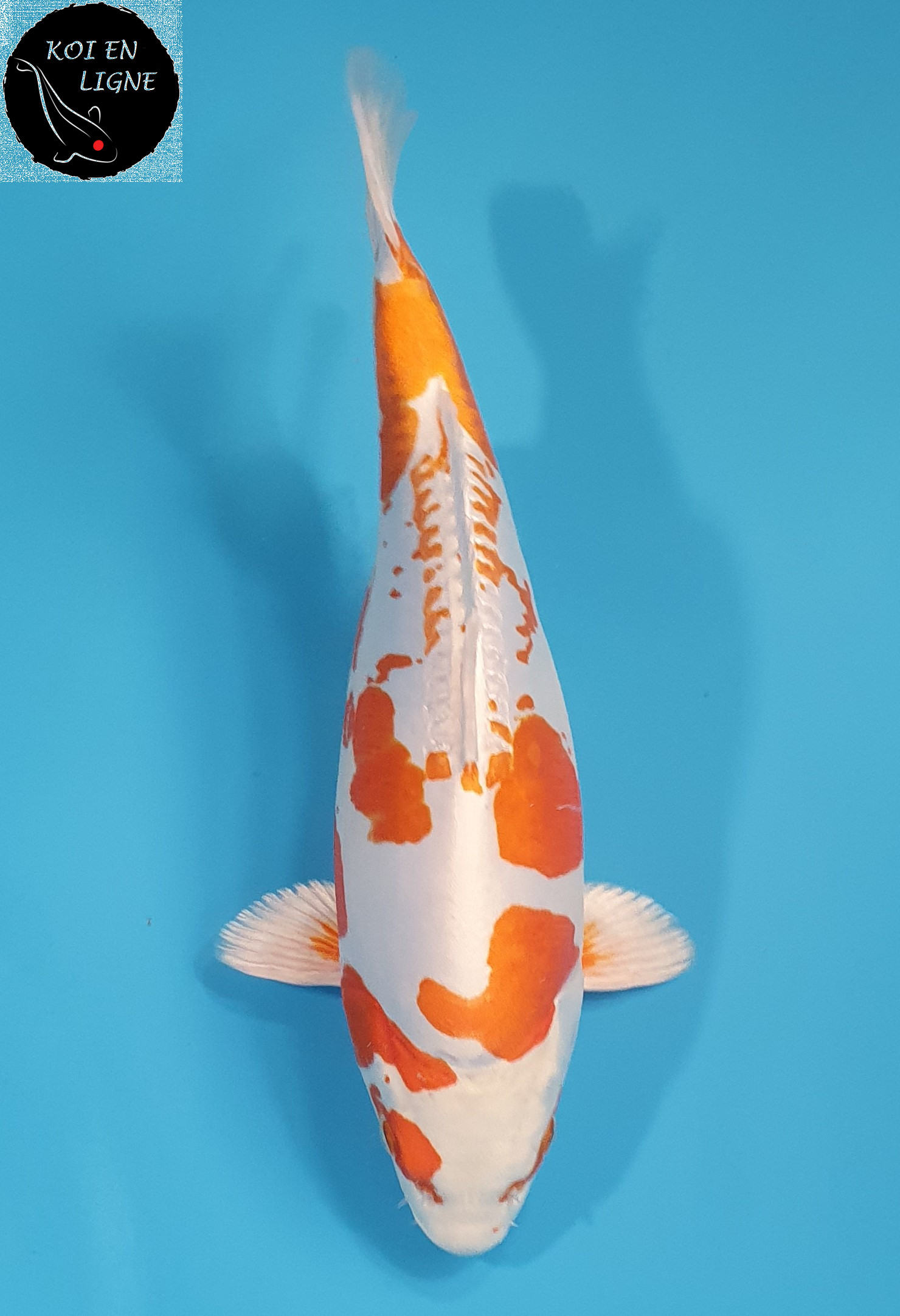 Kikusui