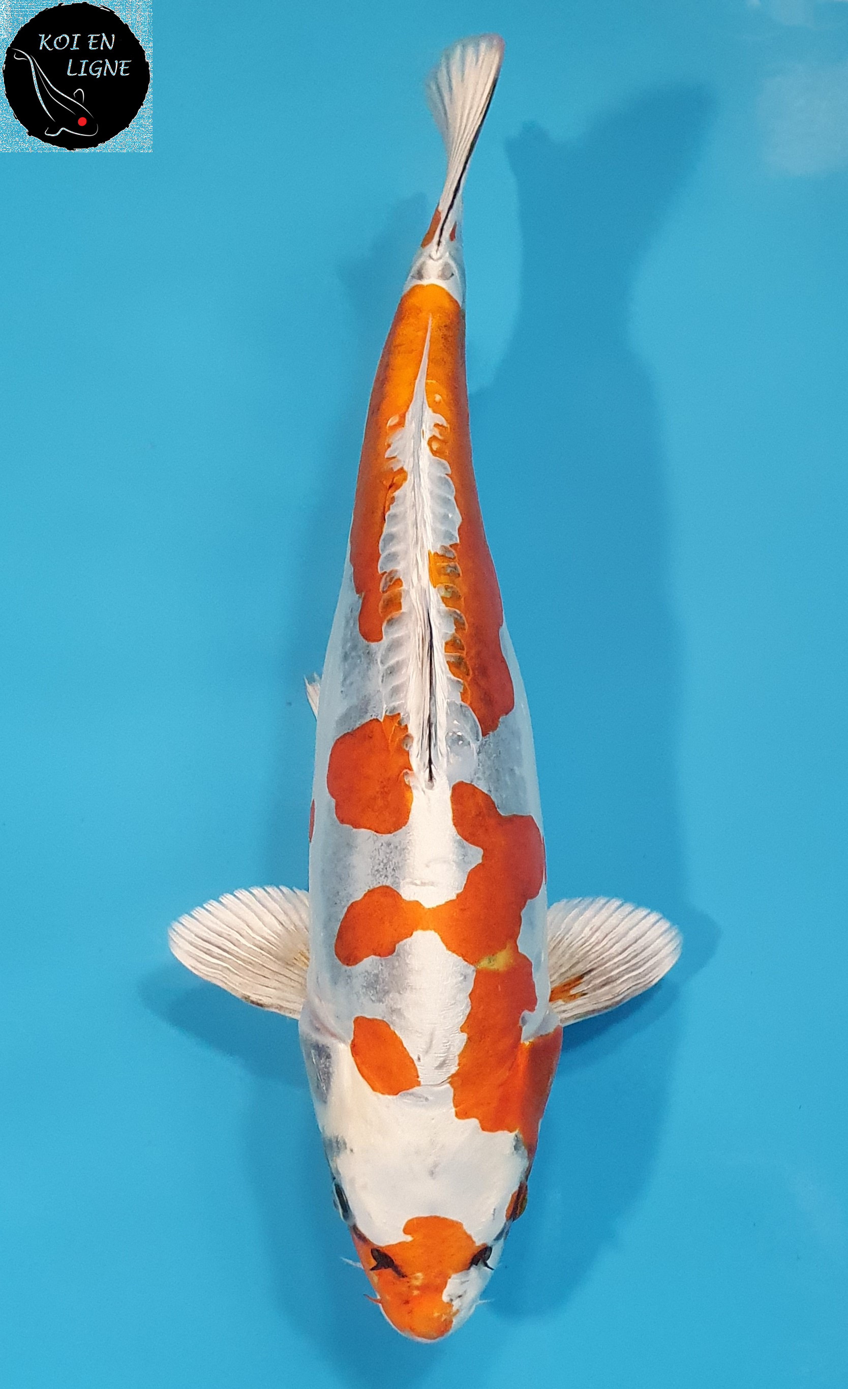 Beni Kikokuryu