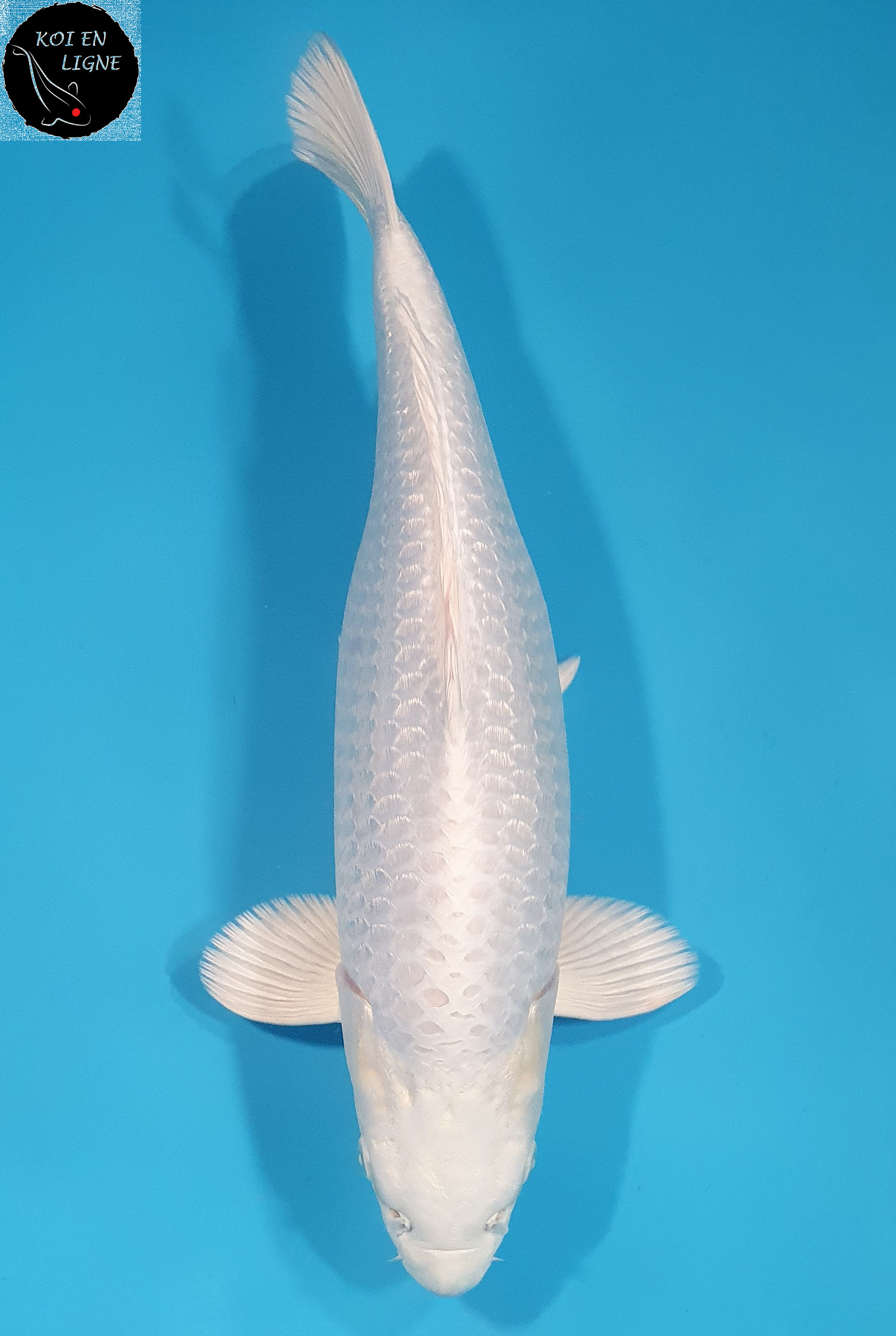 Ginrin Purachina