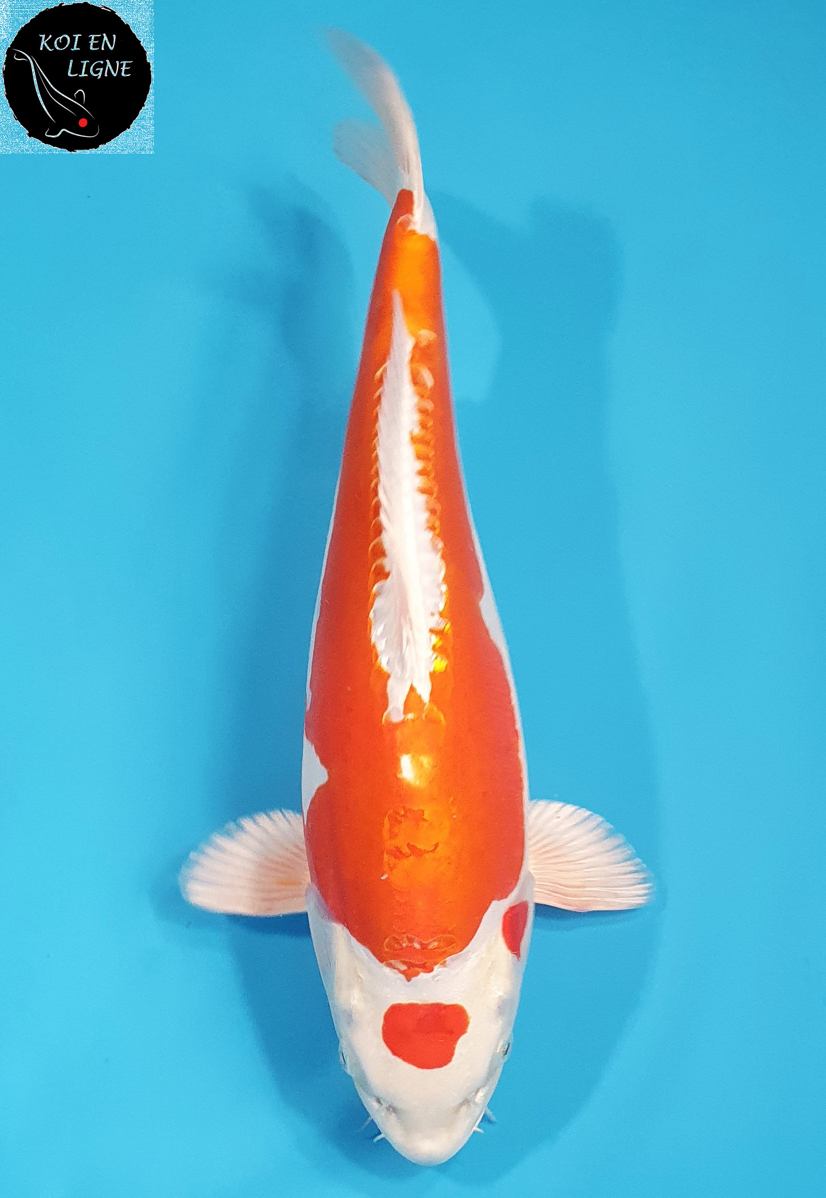 Maruten Kikusui 
