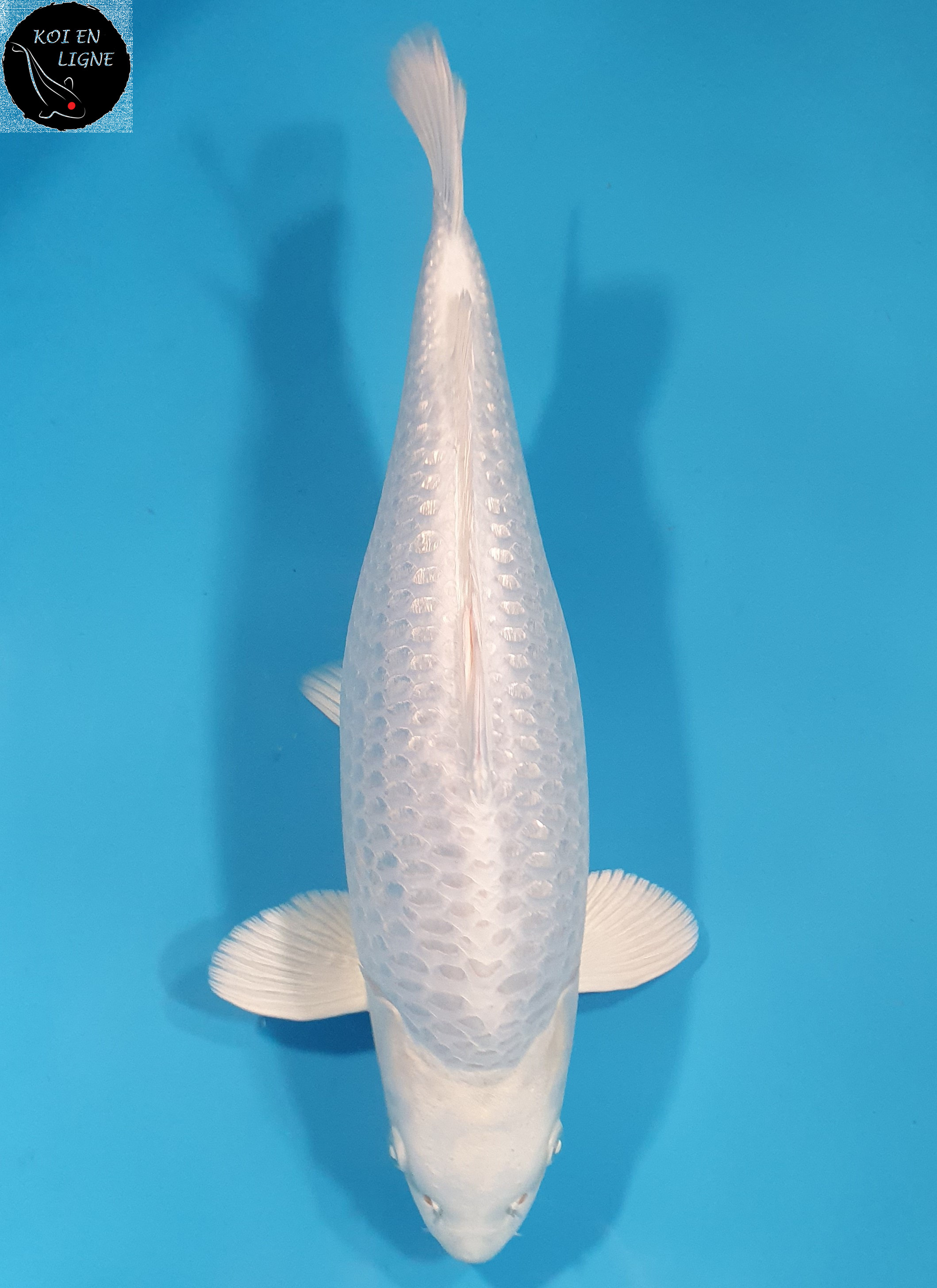 Ginrin Purachina
