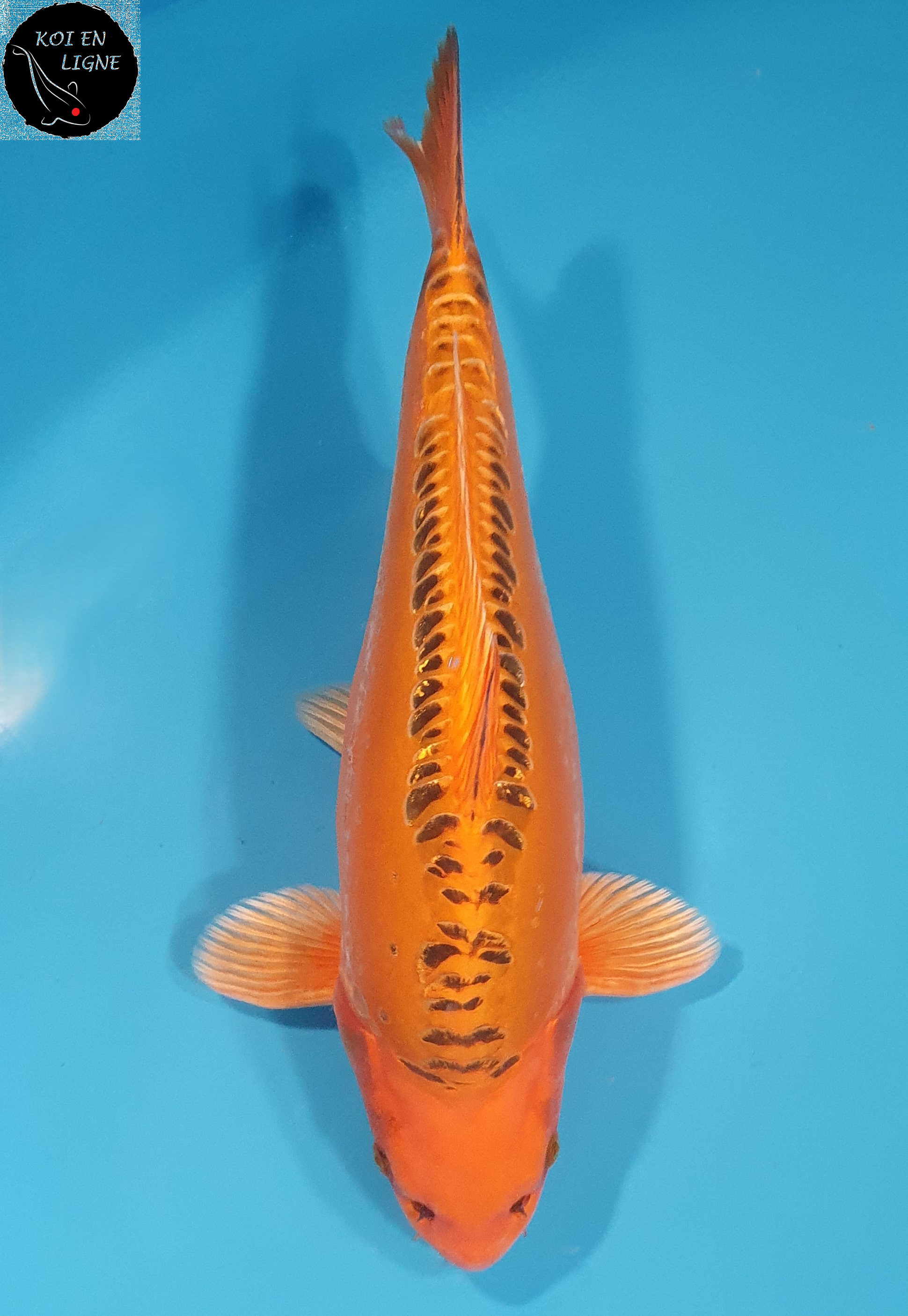 Mizuho