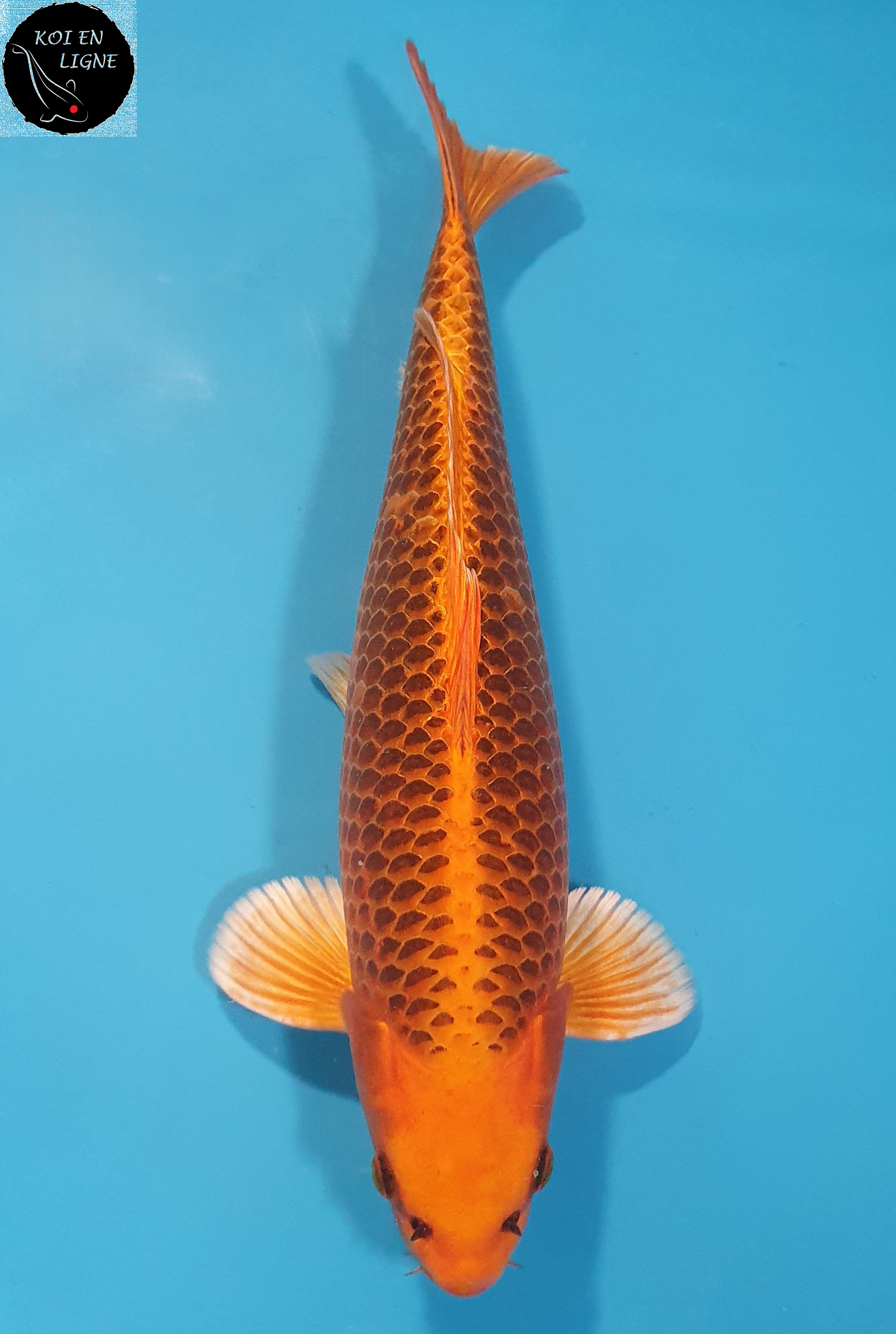Kin Matsuba