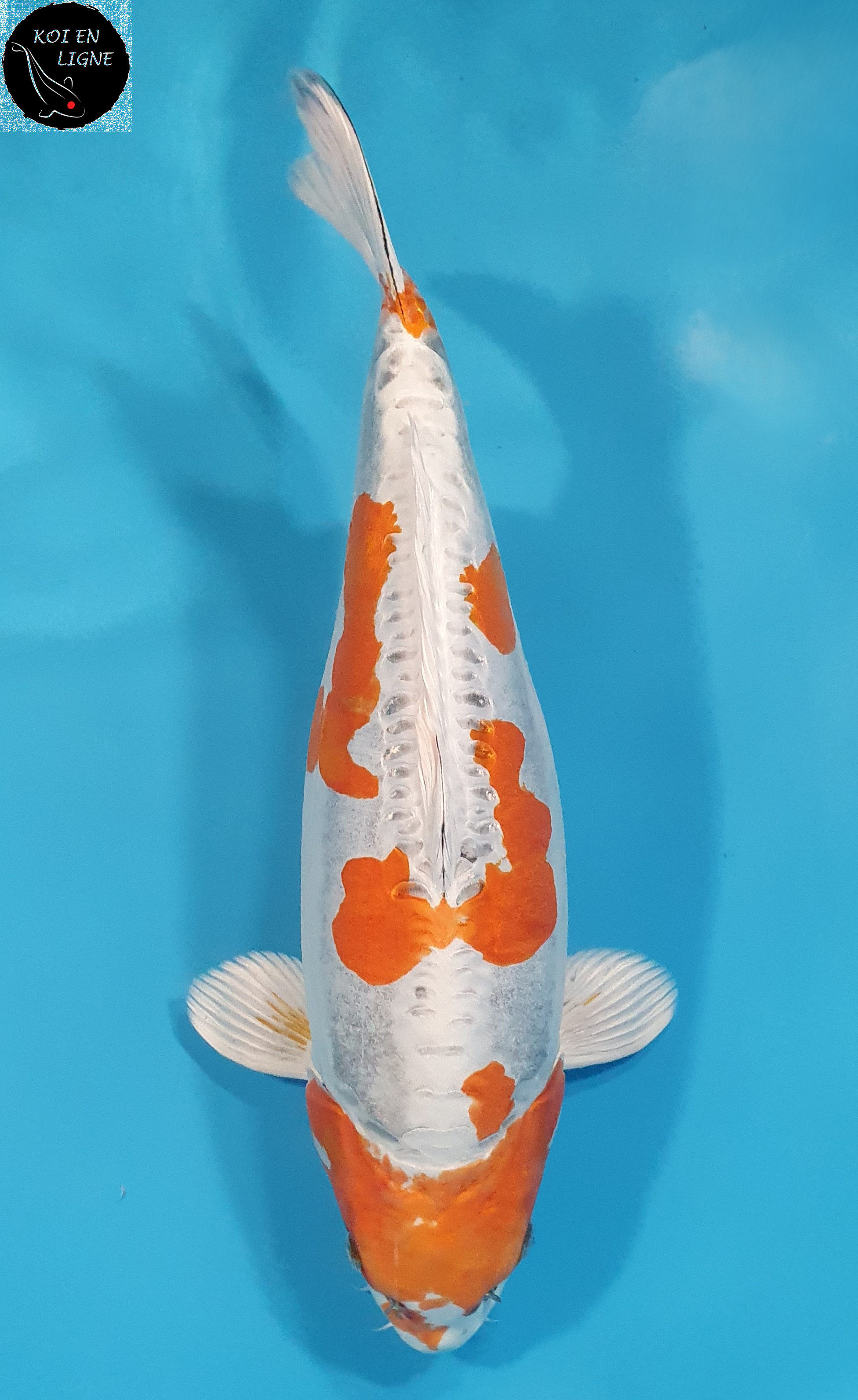 Beni Kikokuryu
