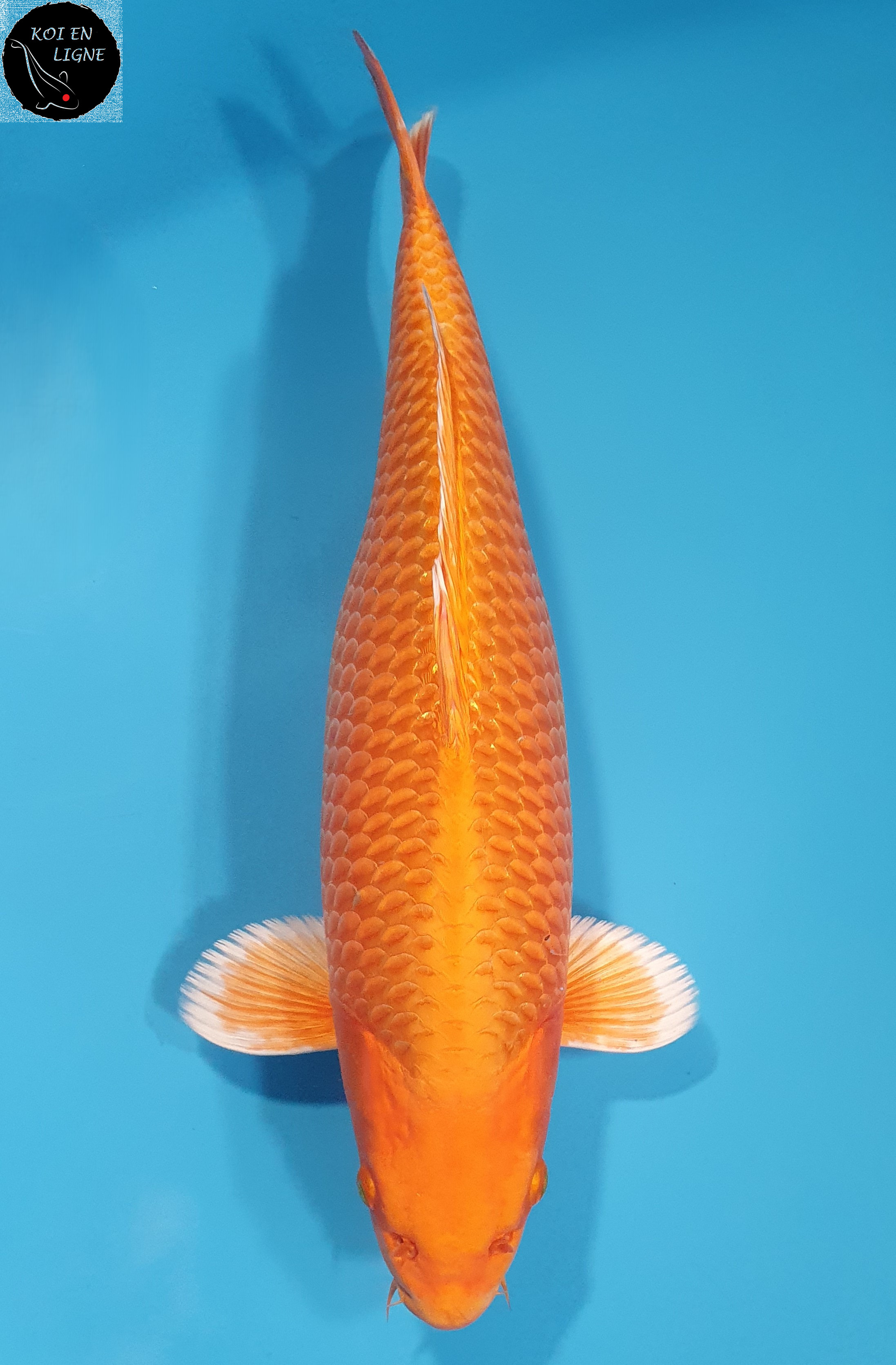 Orenji