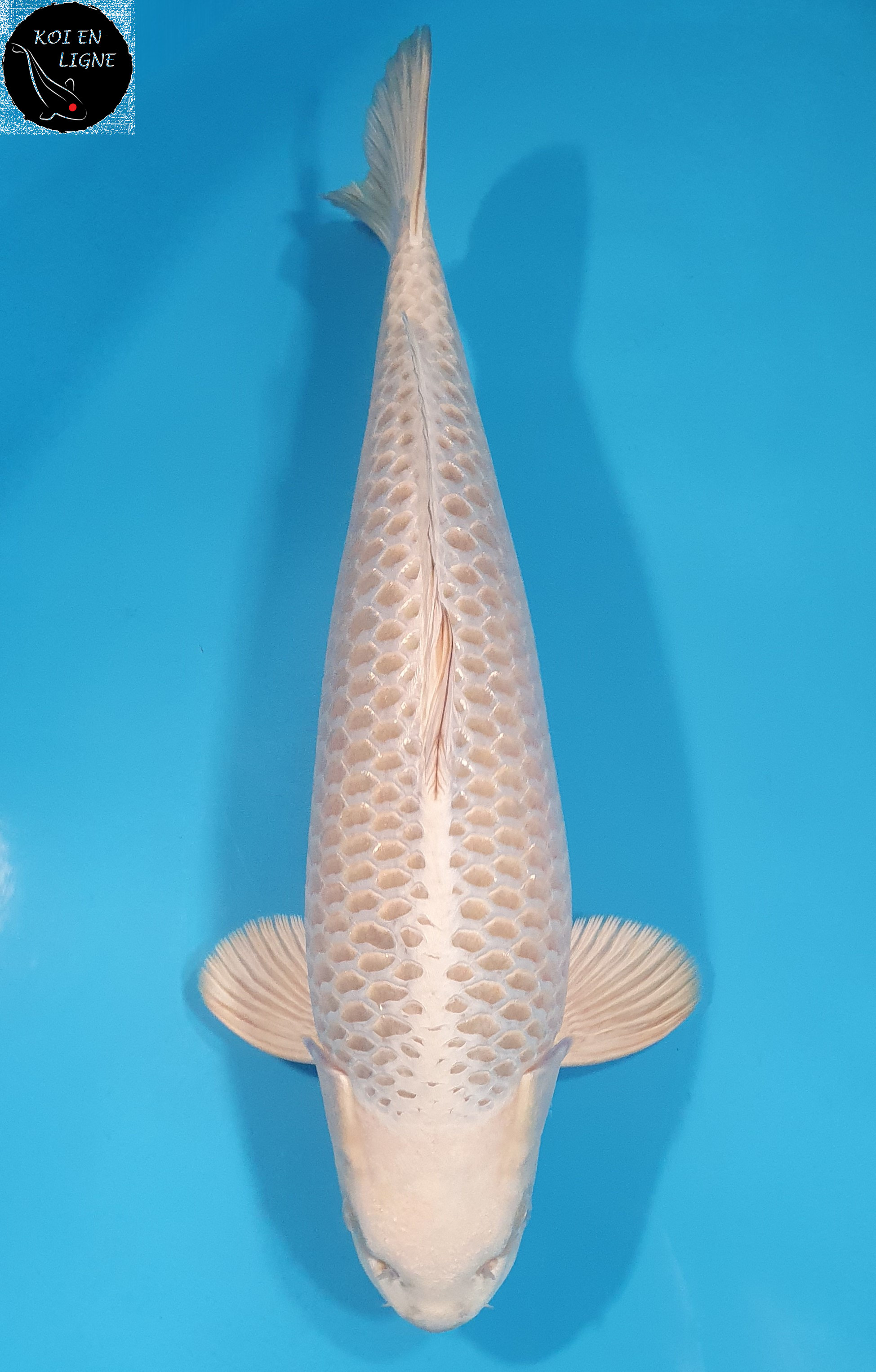 Mukashi Lignée Dainichi