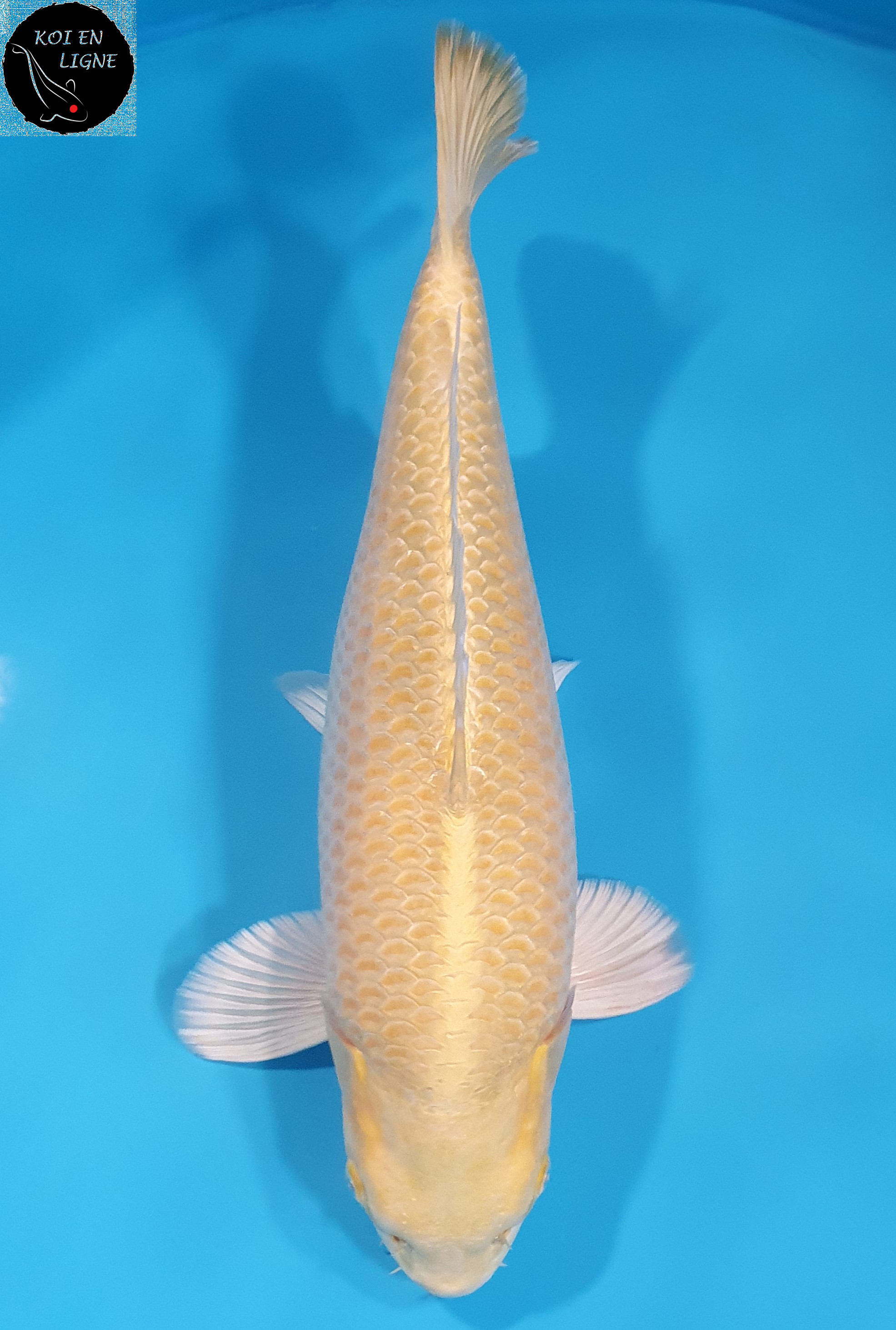 Yamabuki