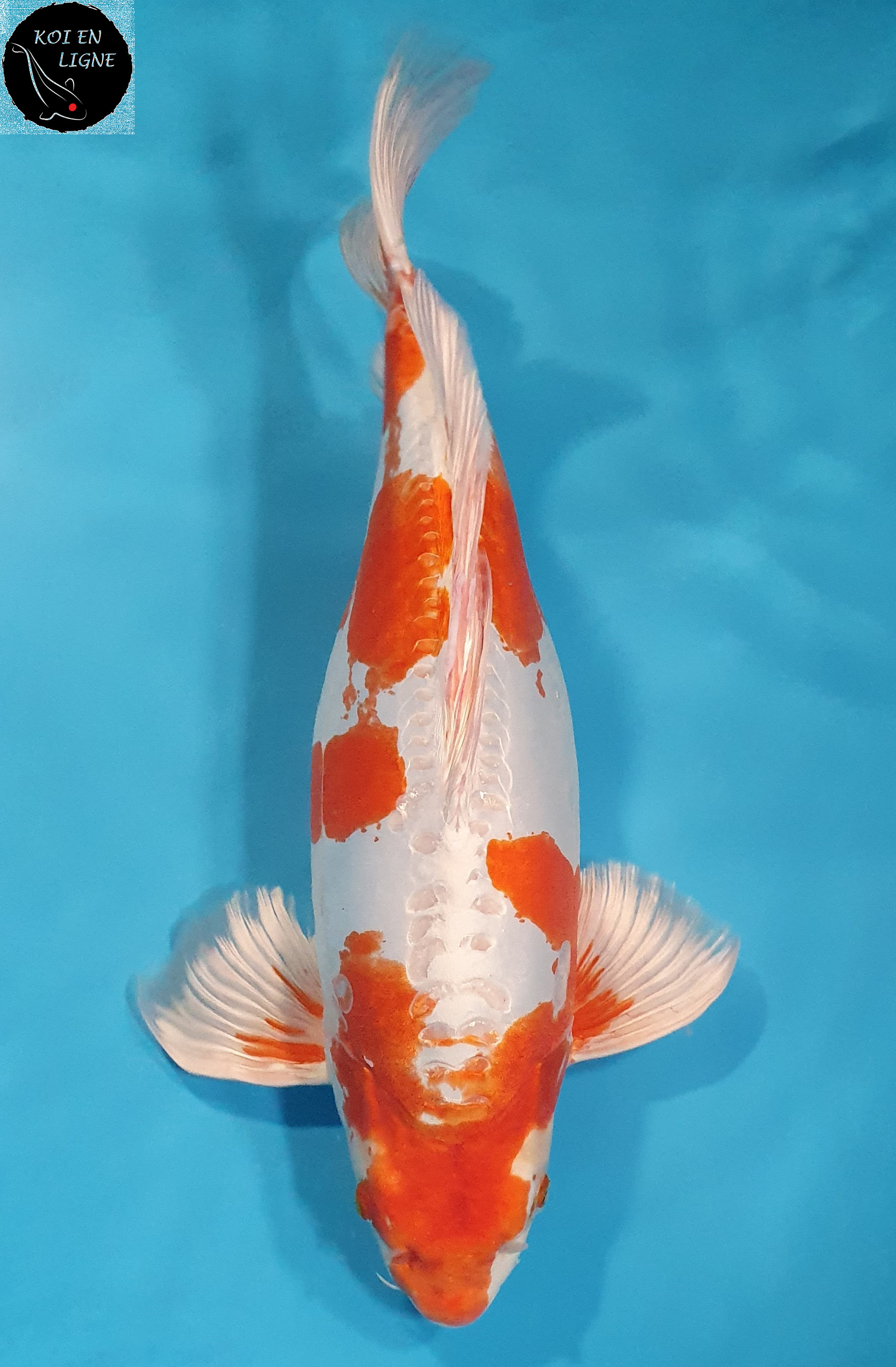 Kikusui Voile