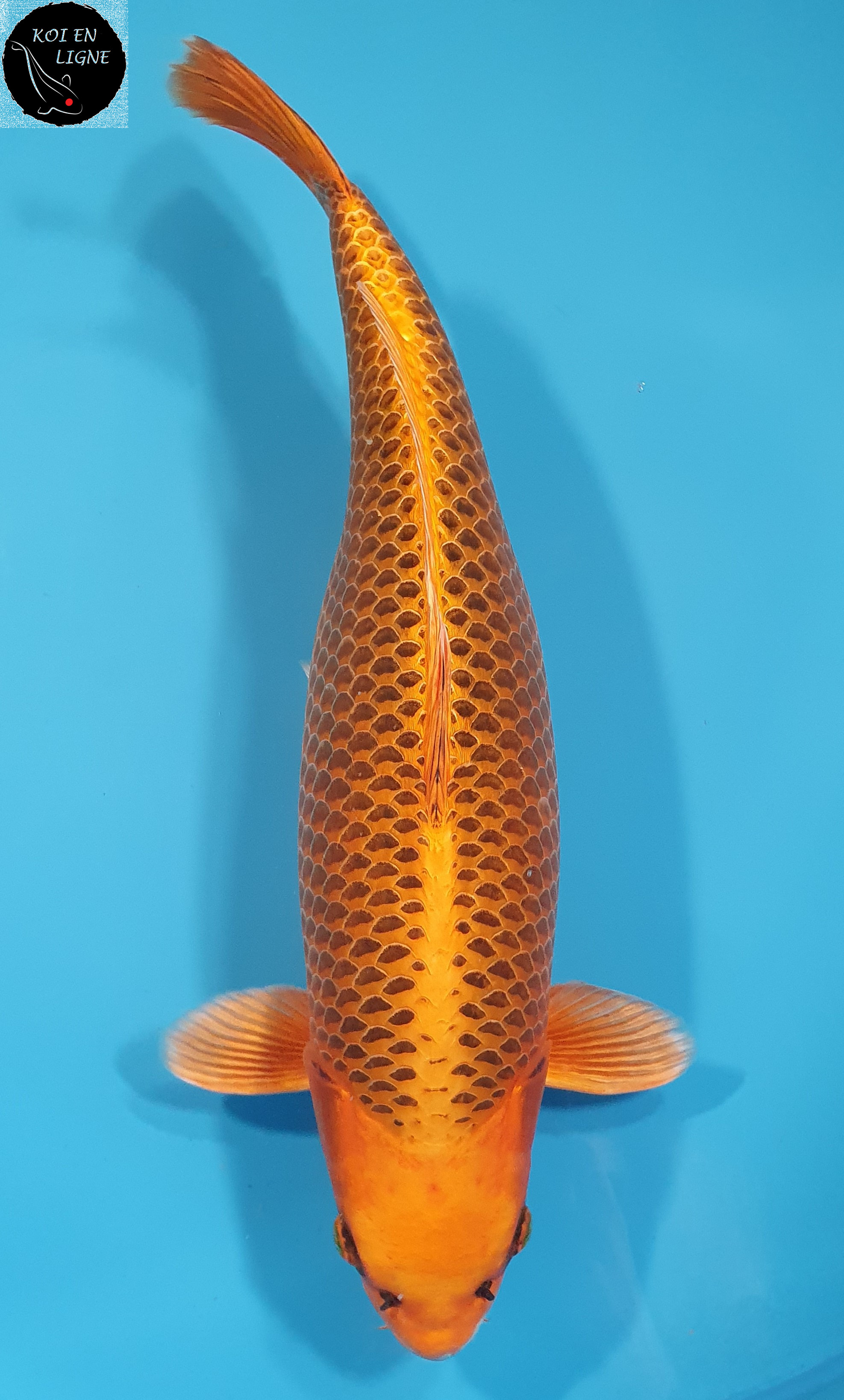 Kin Matsuba 