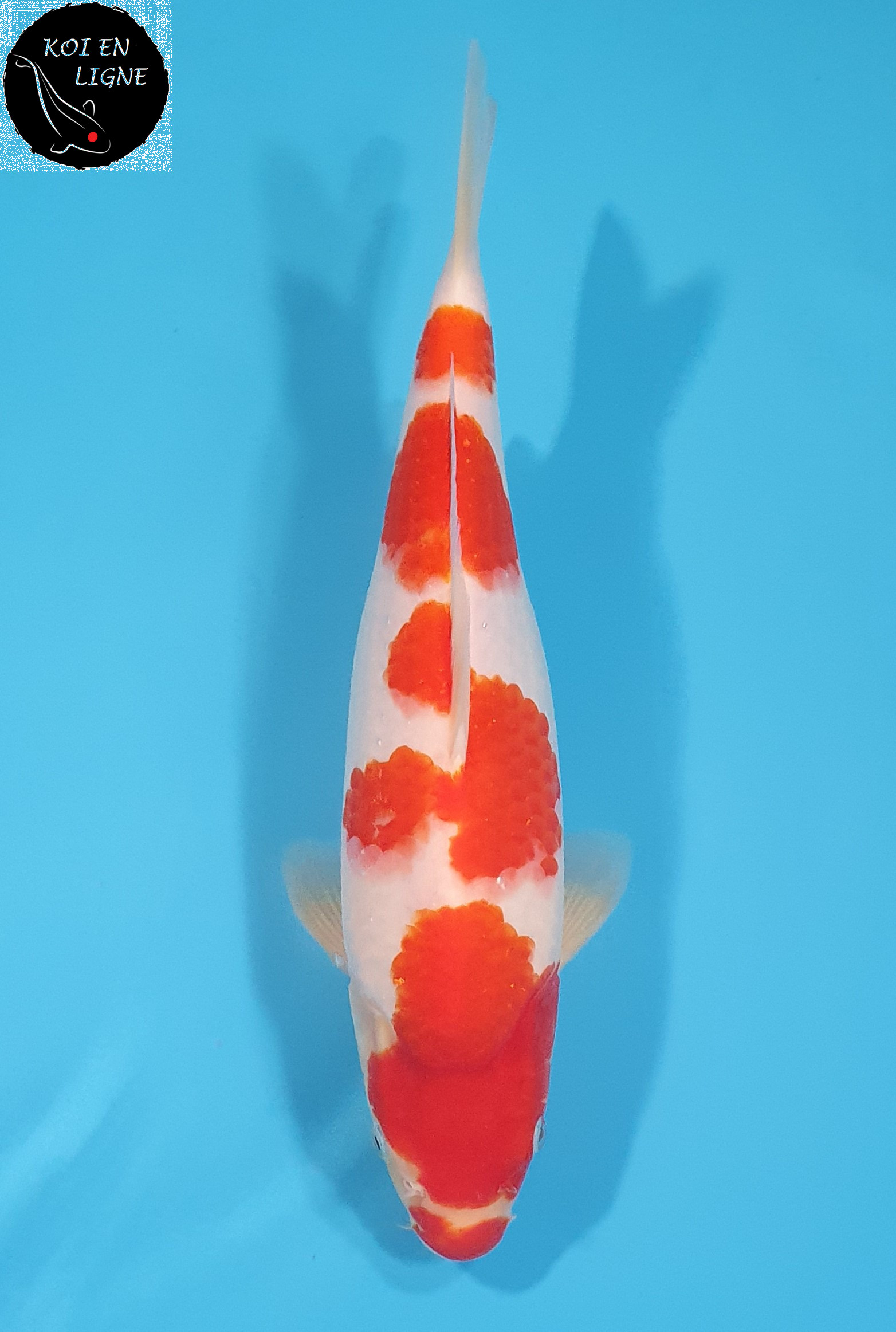 Kohaku