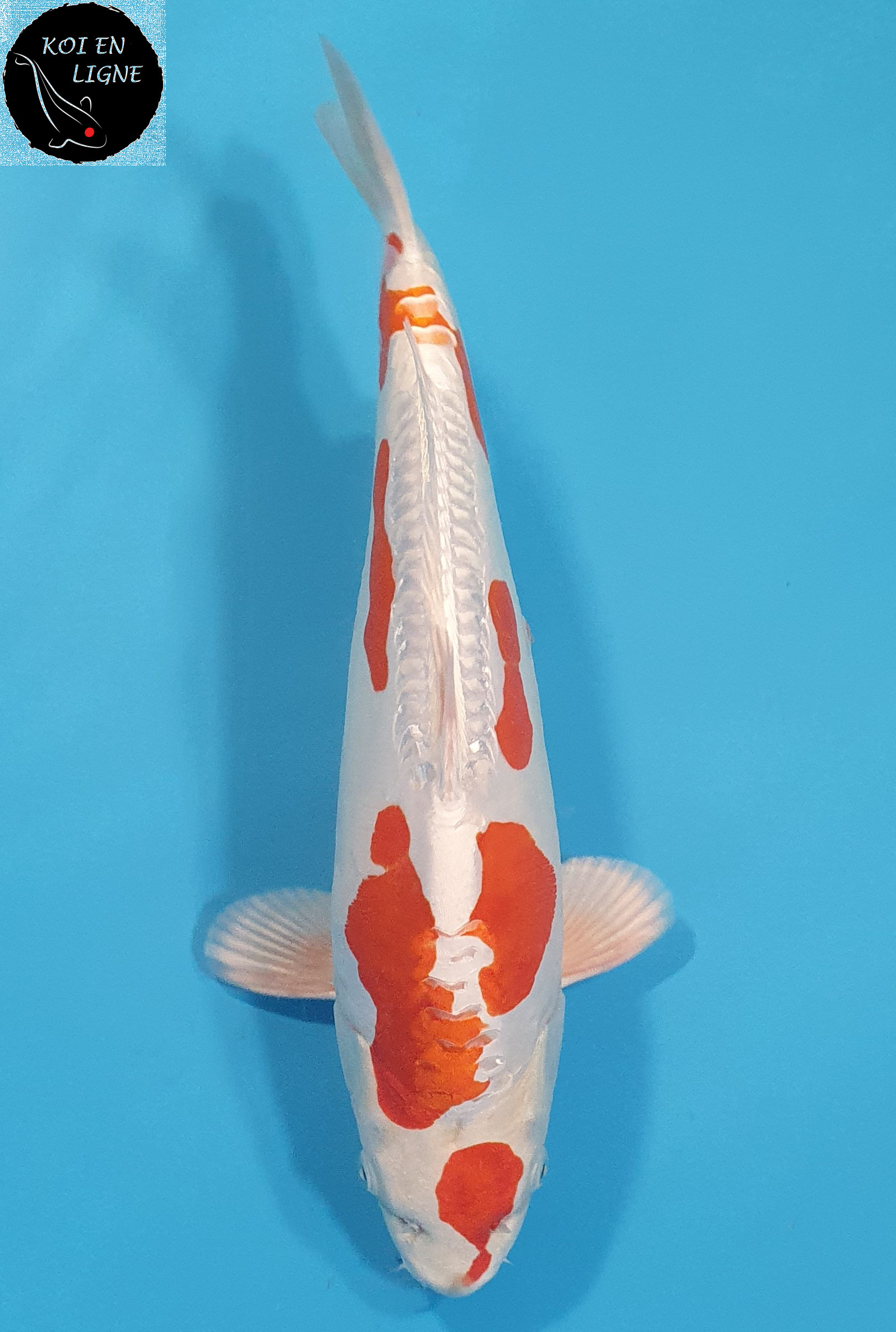 Kikusui