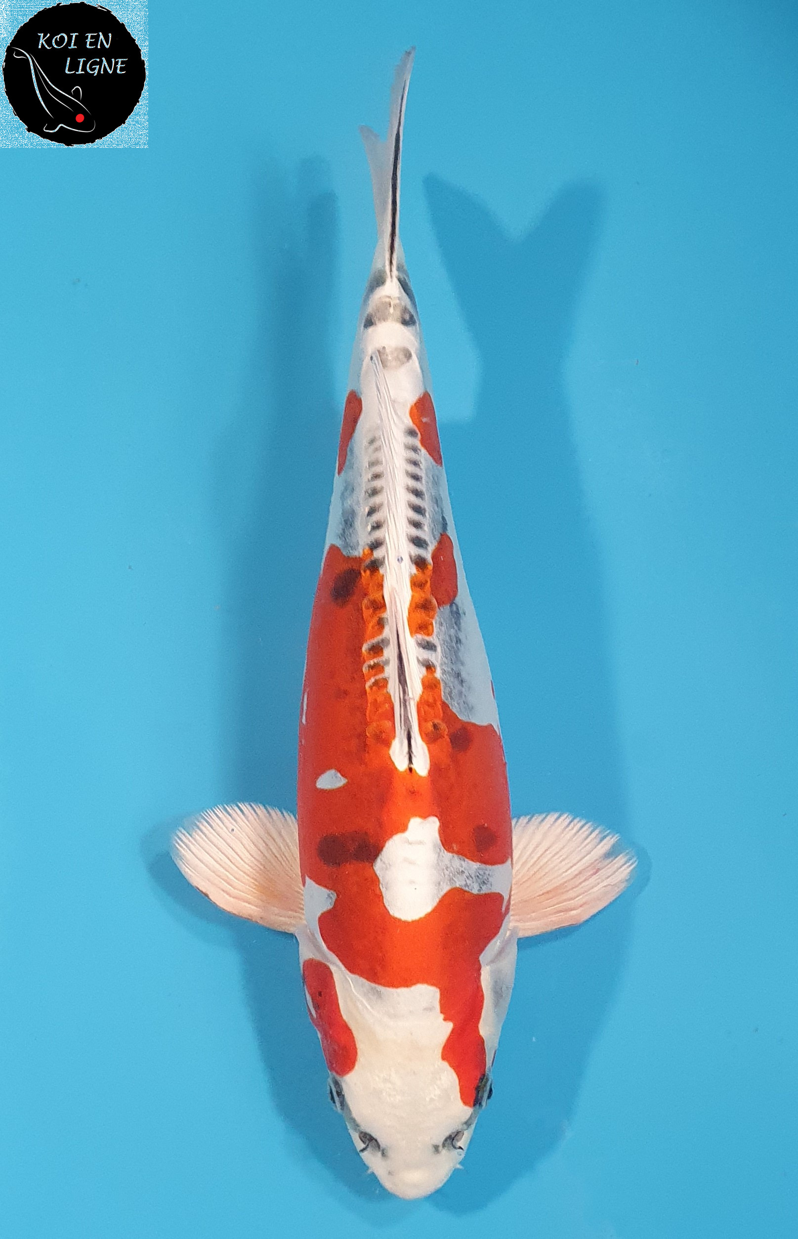 Beni Kikokuryu