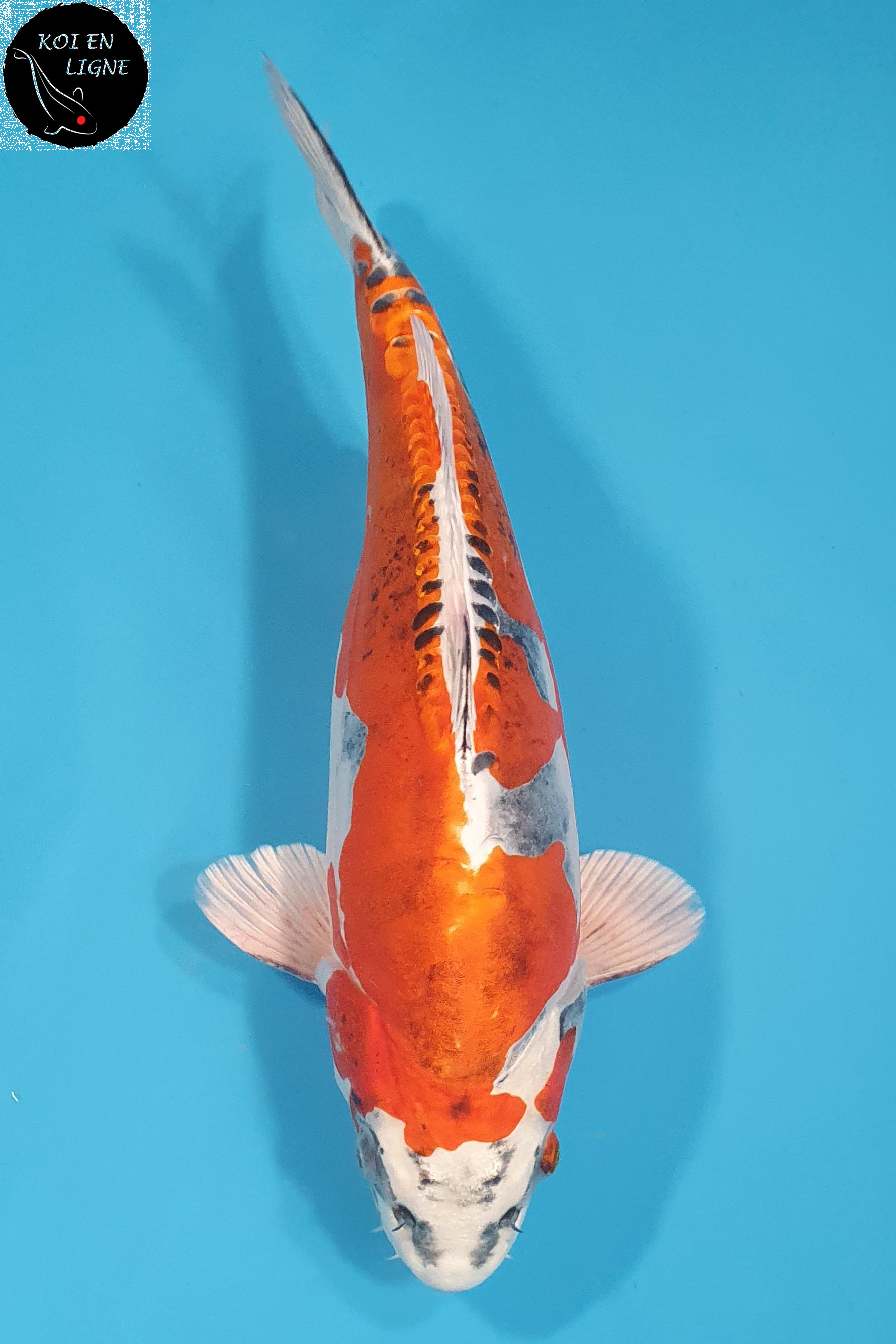 Beni Kikokuryu