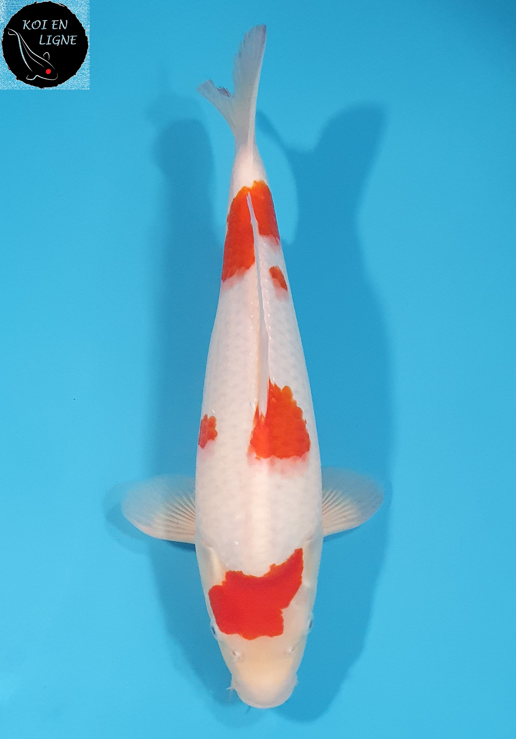 Kohaku 