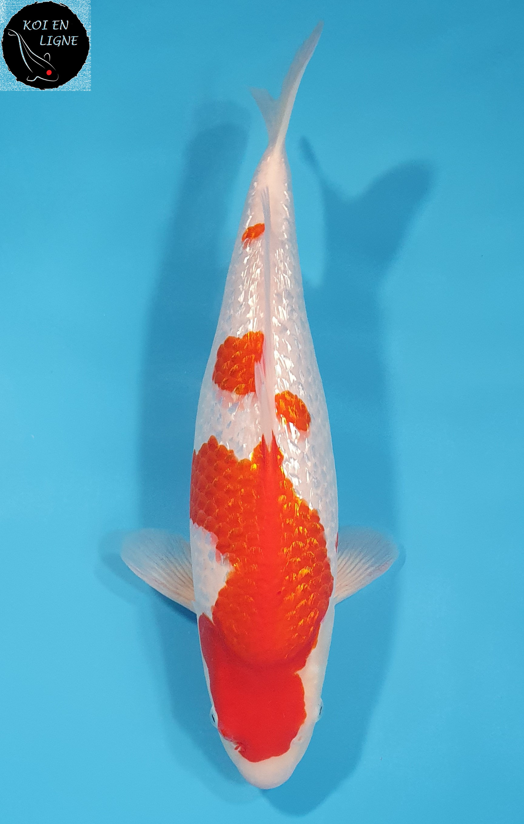 Ginrin Kohaku