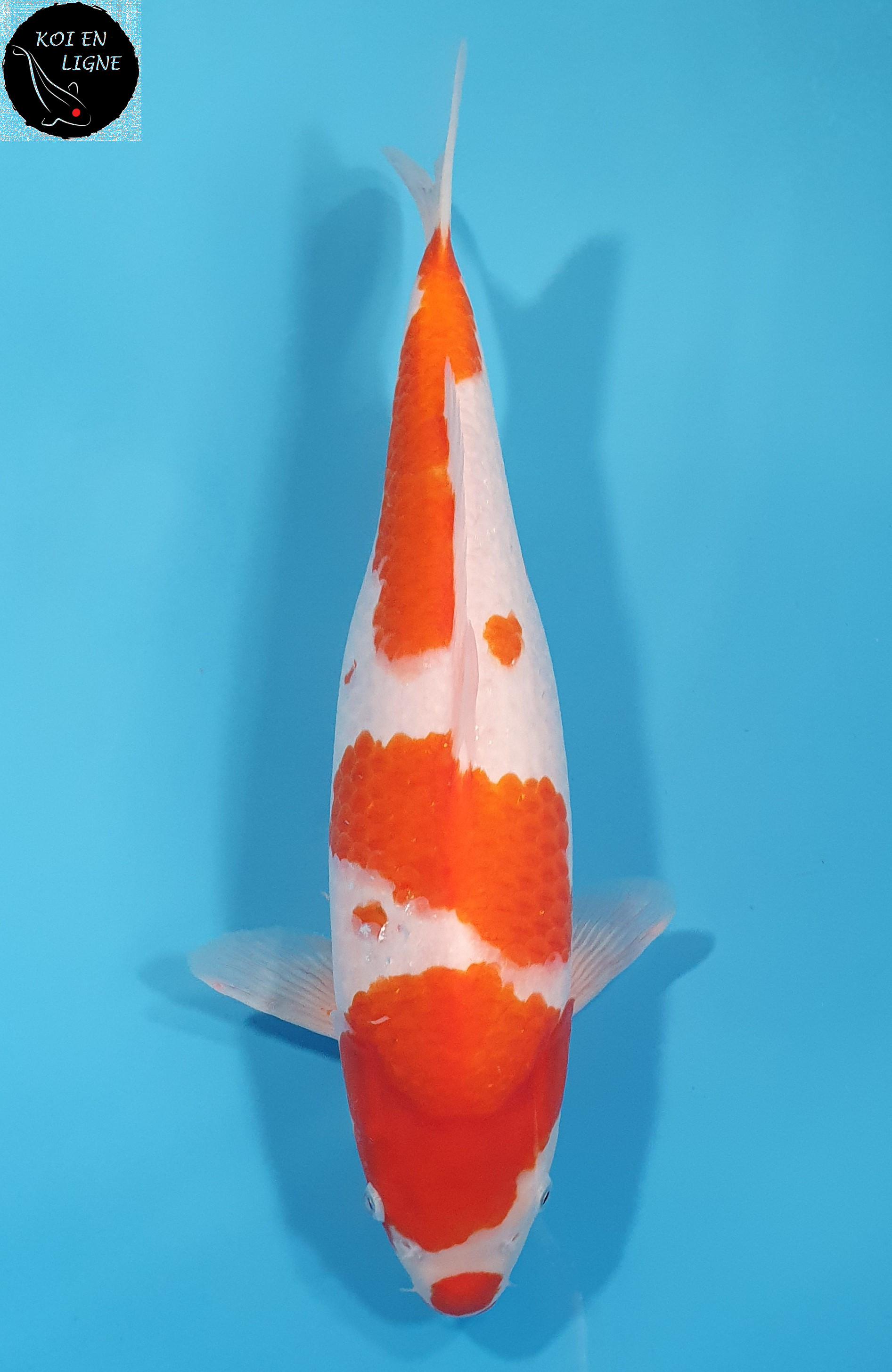 Kohaku
