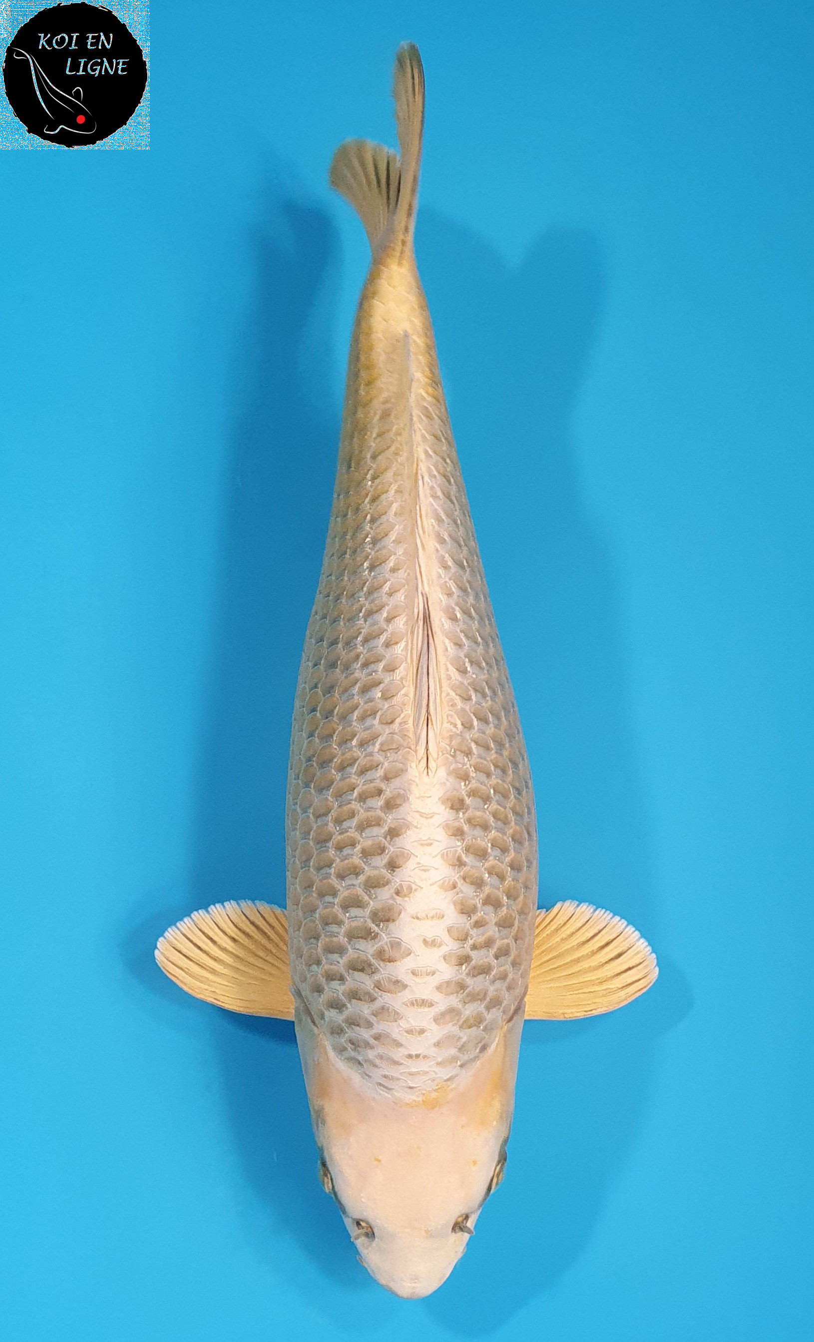 Botan Lignée Dainichi