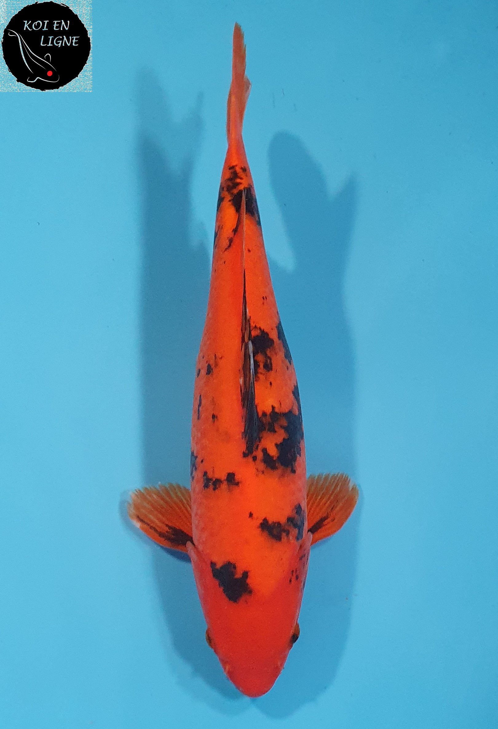 Hi Utsuri