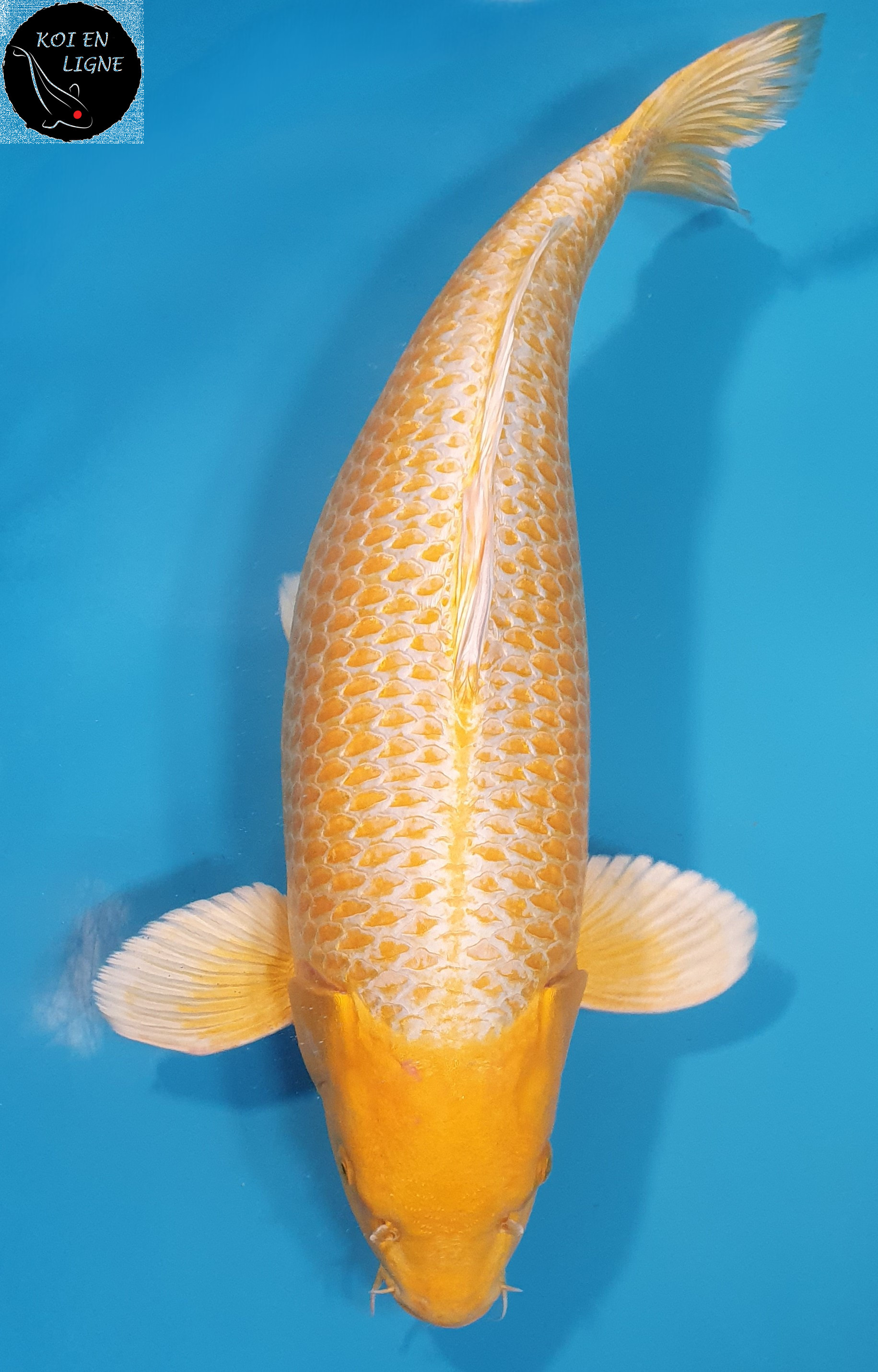 Yamabuki RESERVE HG