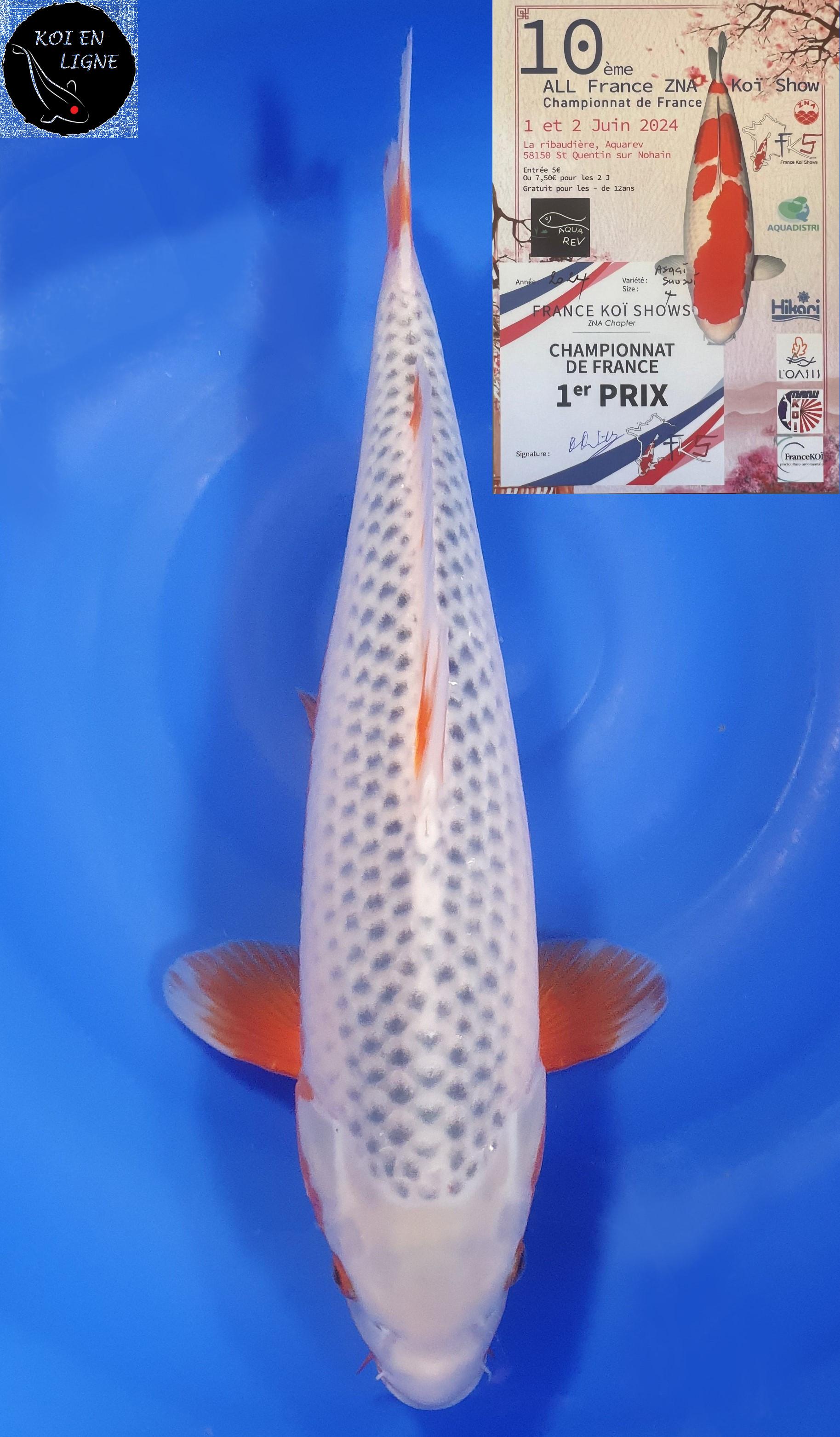 Asagi 1er Prix FKS 2024