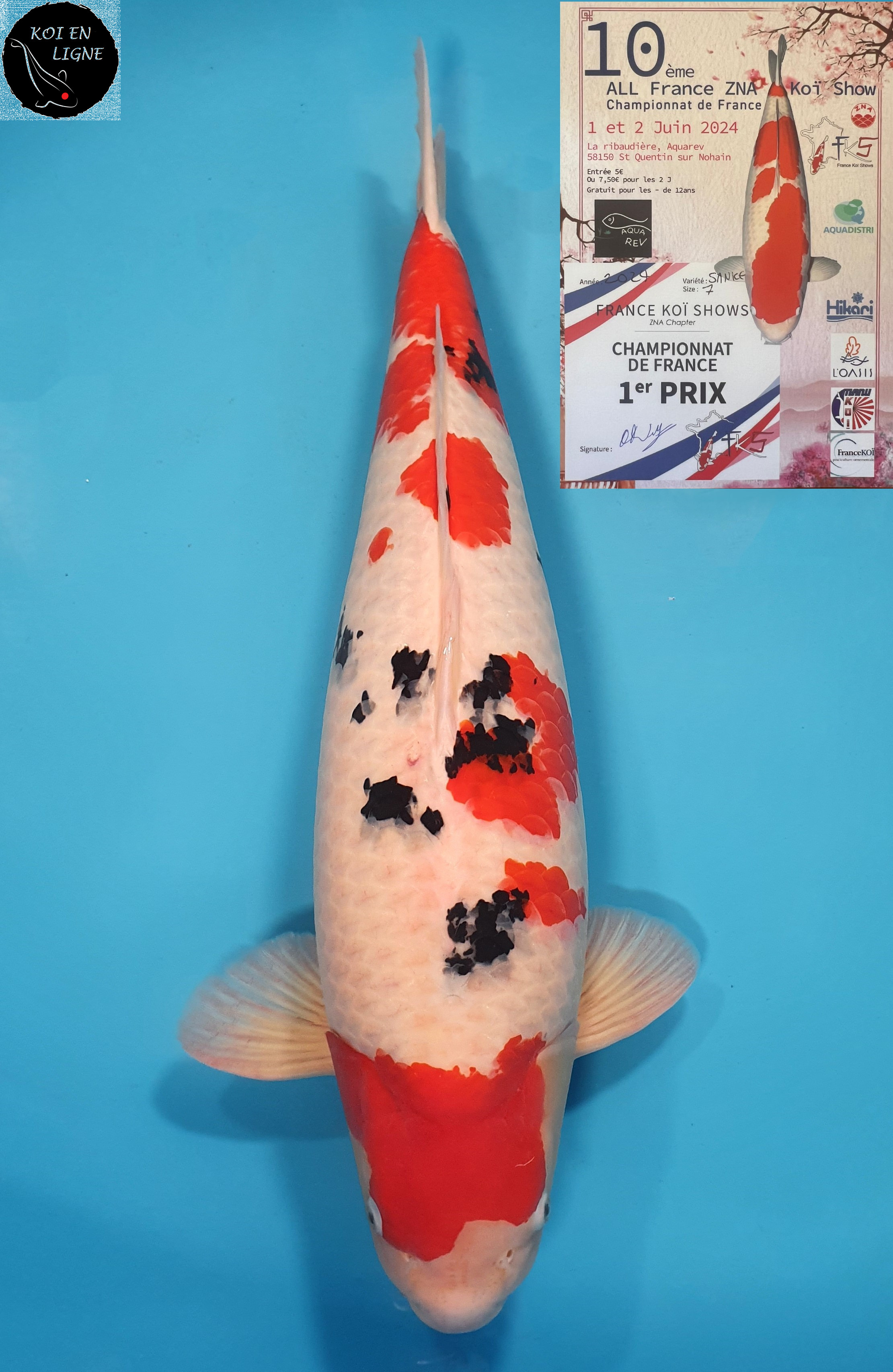 Sanke 1er Prix FKS 2024