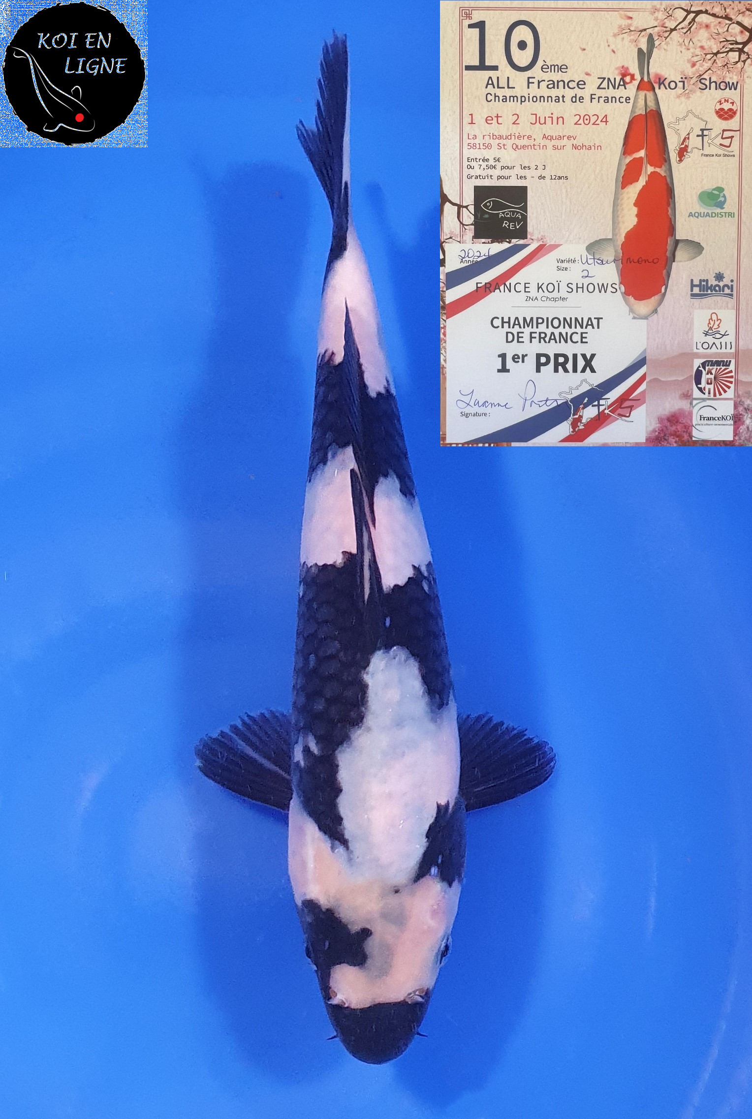 Shiro Utsuri 1er Prix FKS 2024 