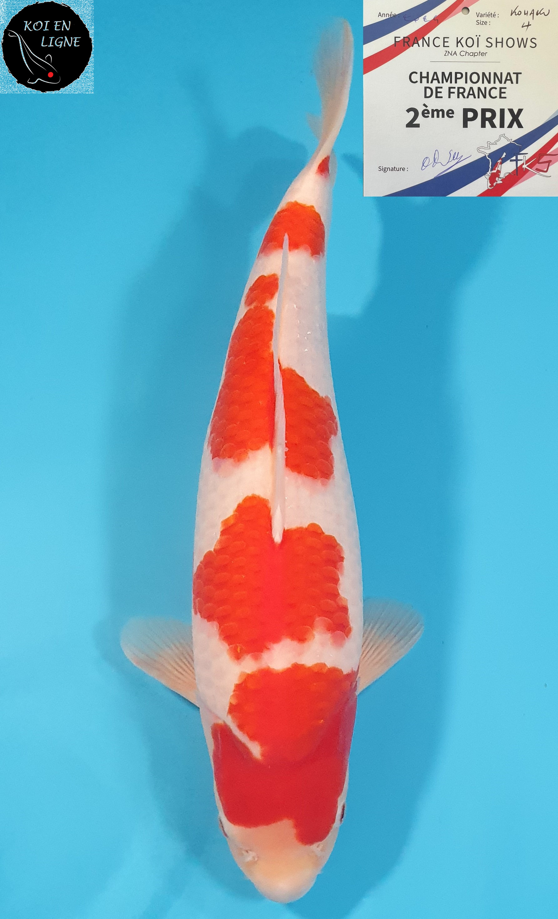 Kohaku 2ème Prix FKS 2024