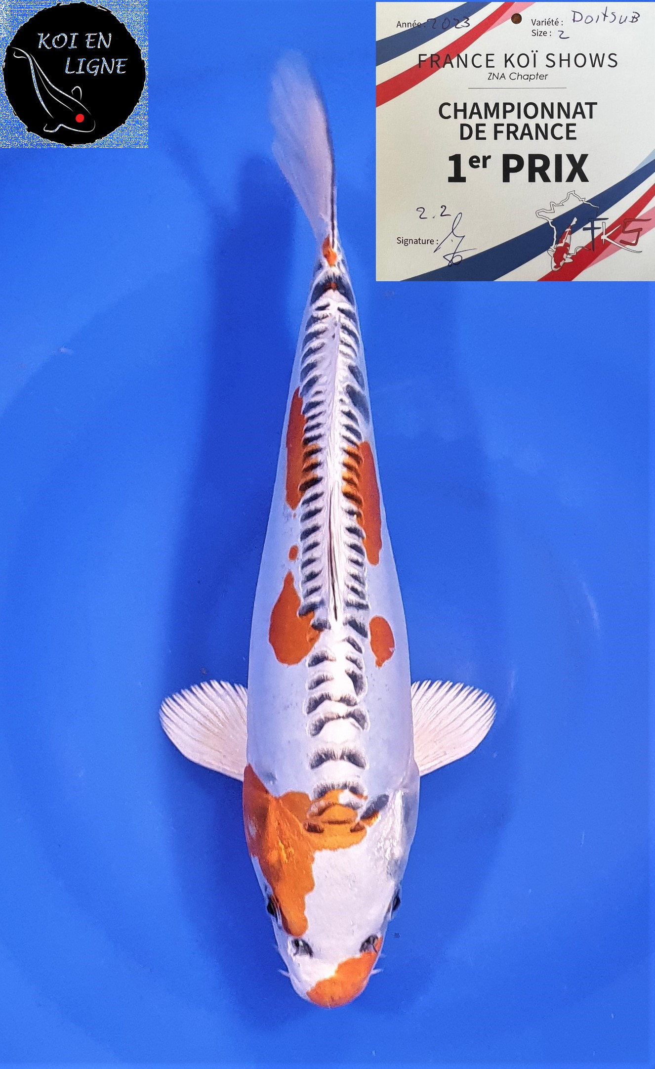 Doitsu Kujaku 1er Prix FKS 06/2023