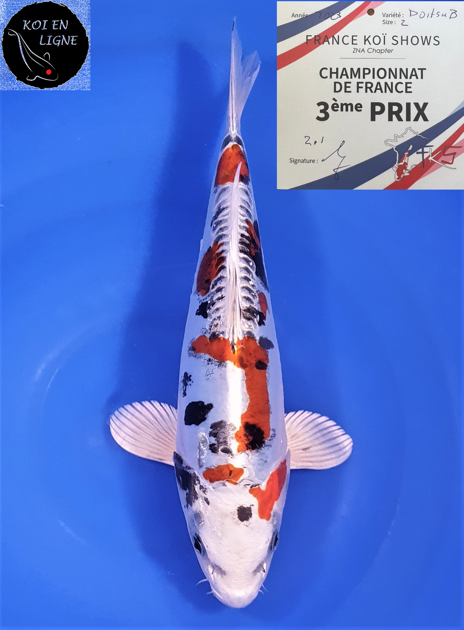 Doitsu Yamatonishiki 3ème Prix FKS 06/2023