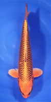 Kin Matsuba