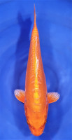 Doitsu Orenji