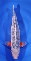 Asagi 52cm