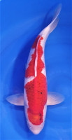JAPON Aï Goromo