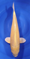 Yamabuki