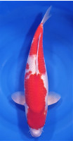 Kohaku 53cm