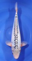 Shusui 42cm
