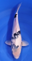 Shiro Utsuri